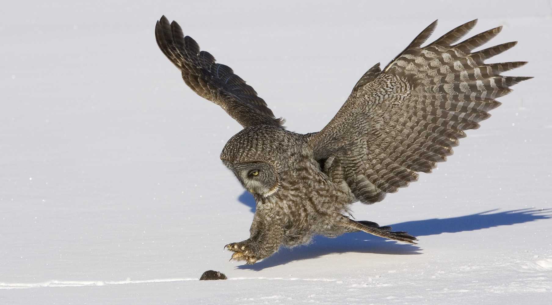 Ученые выяснили, что делает сов идеальными зимними охотниками