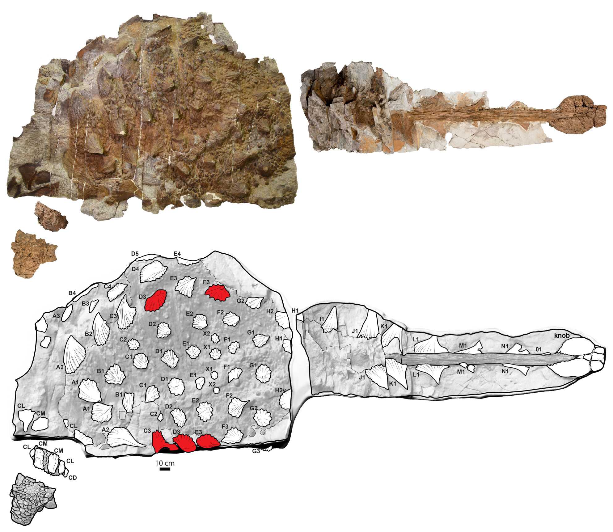 Ученые выяснили, для чего анкилозаврам на самом деле были нужны хвостовые булавы