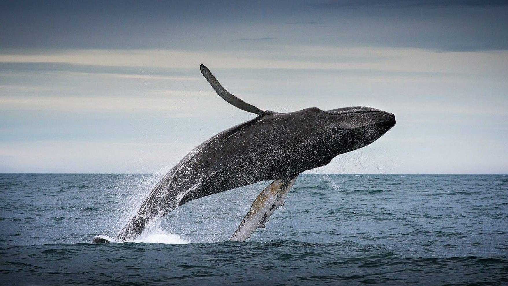 Ученые выяснили, как связаны киты и глобальное потепление