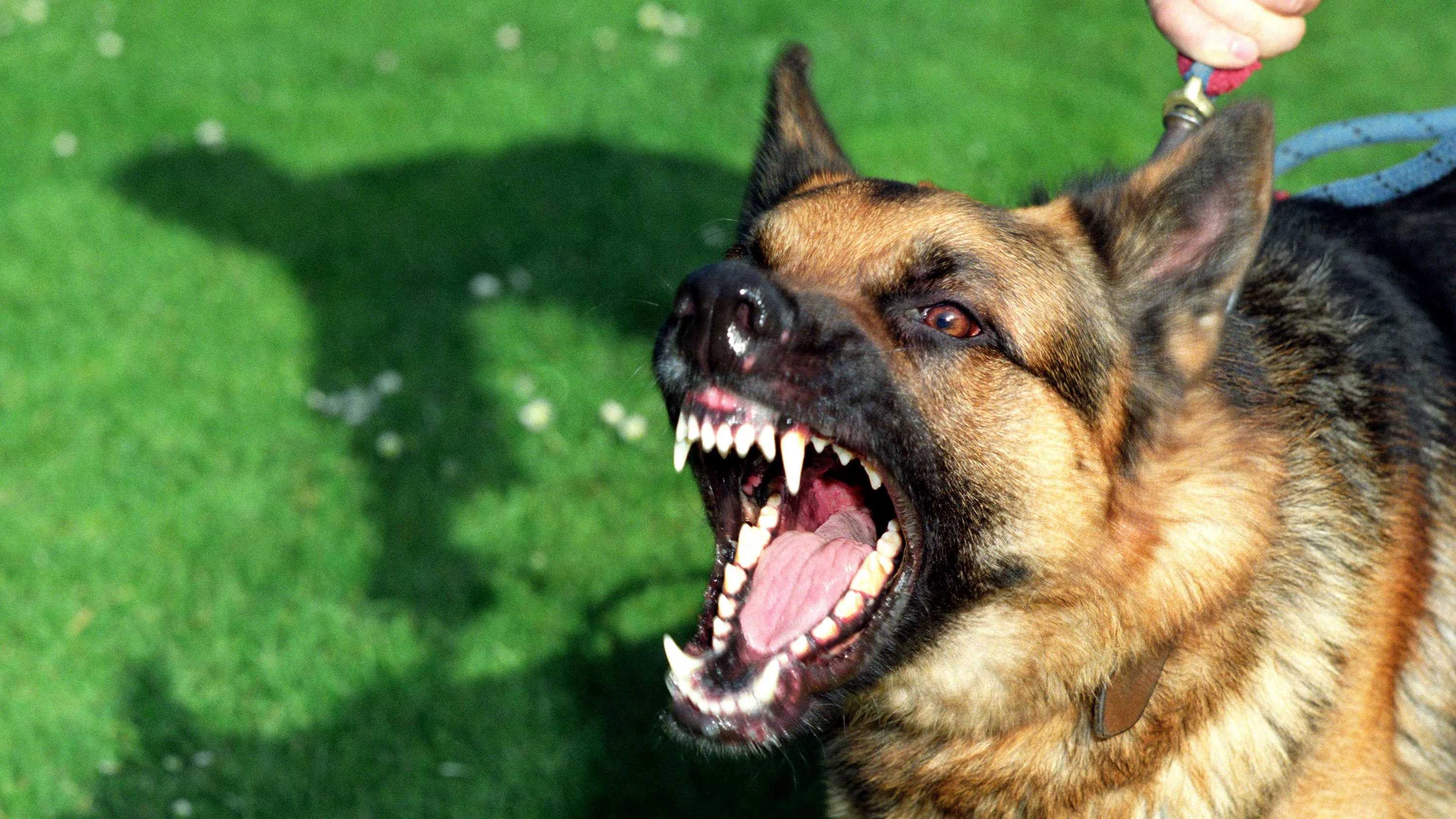 Ученые назвали основные причины агрессивности домашних собак