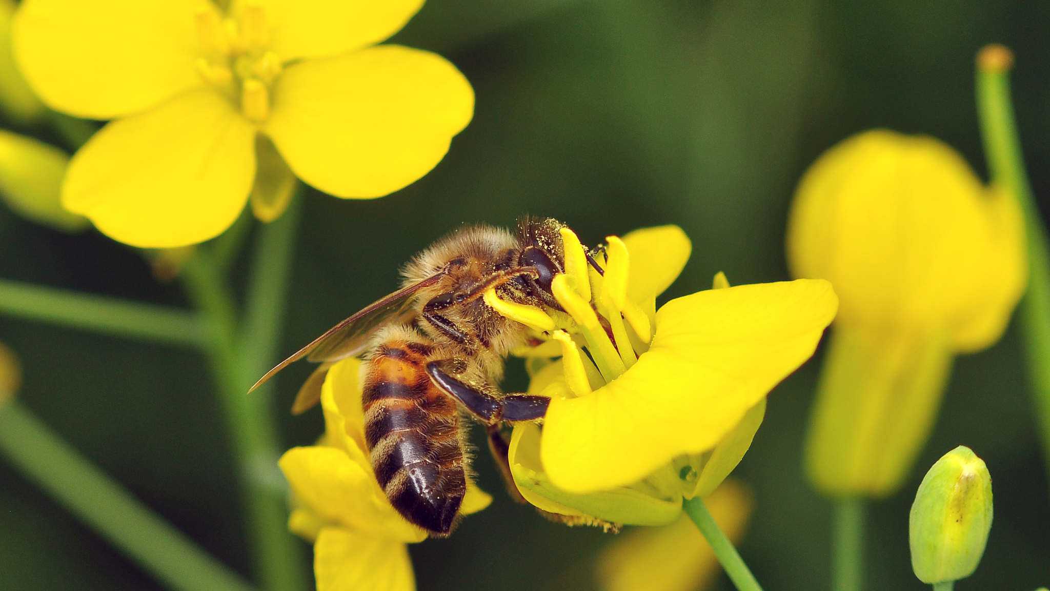 Американцы одобрили первую вакцину PrimeBEE для пчел