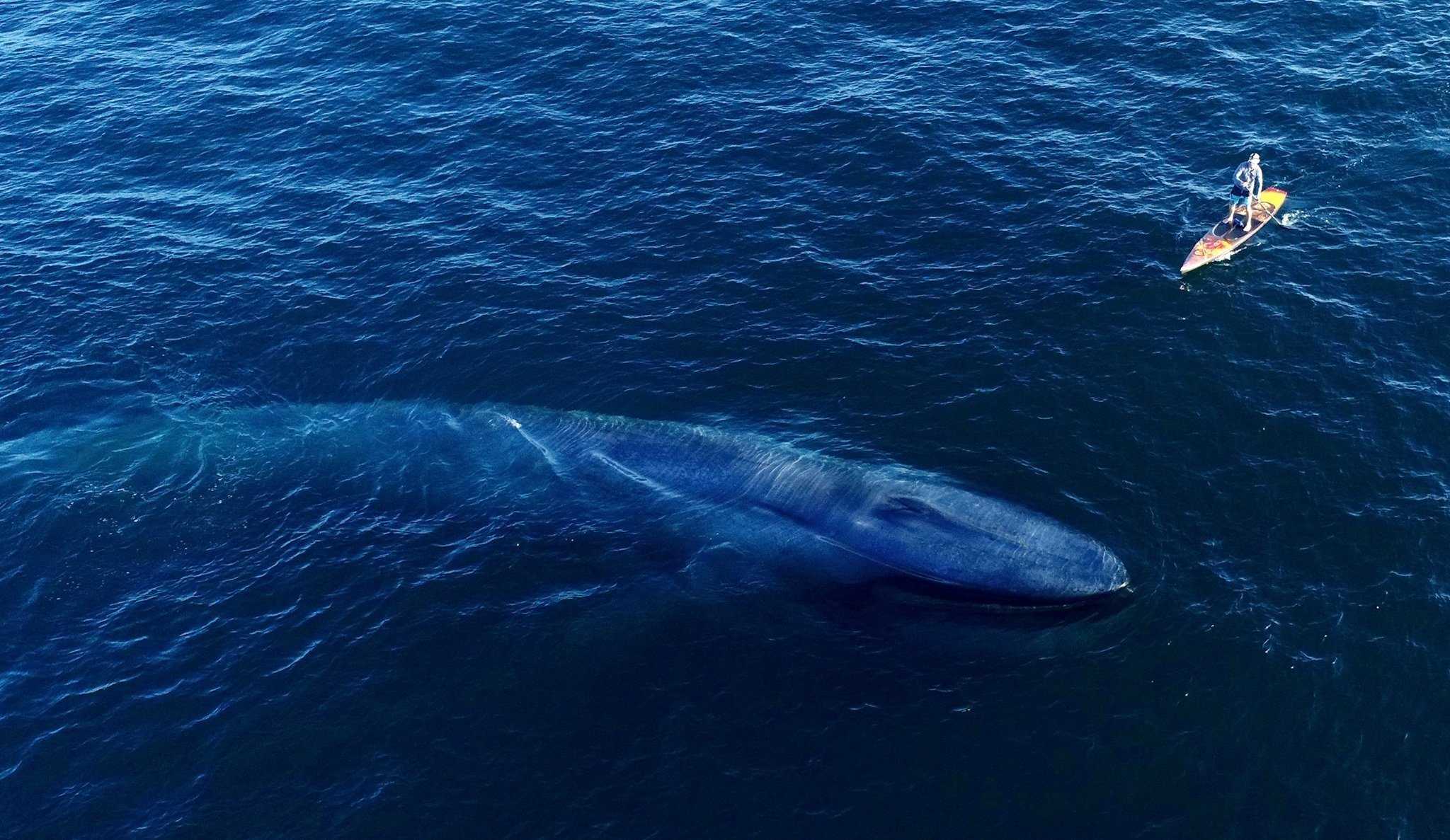 Генетики раскрыли, как киты стали гигантами