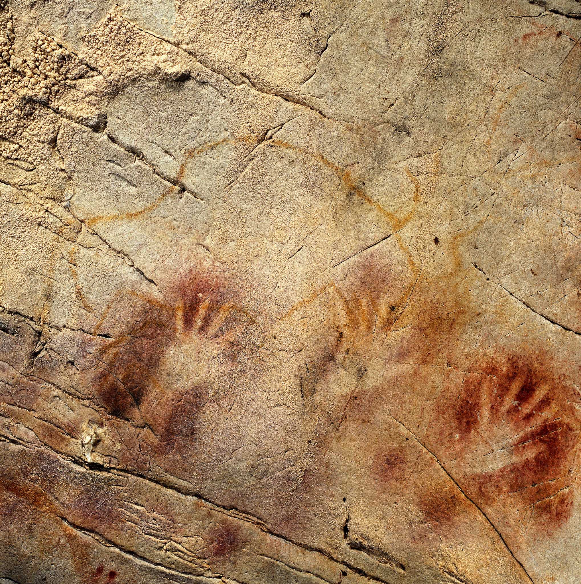 У человека и неандертальца обнаружили «синдром Питера Пэна»