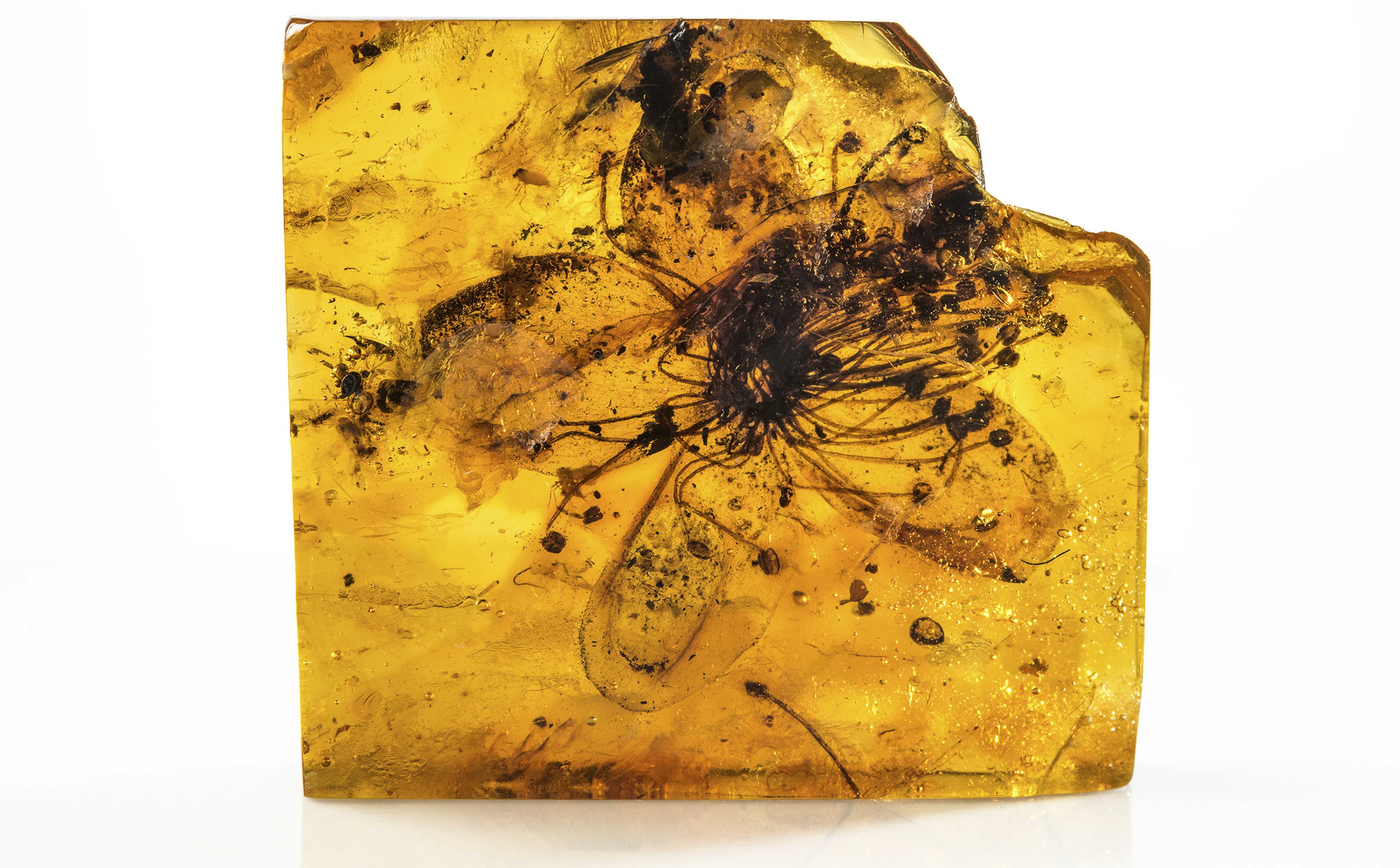 Цветок в древнем янтаре рассказывает, каким был климат Европы 34 млн лет назад