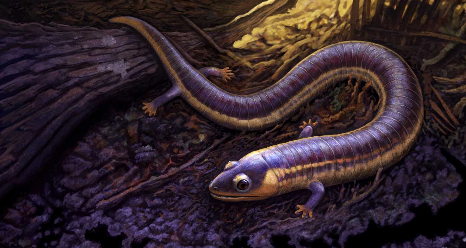 «Фанкового червя» назвали древнейшей червягой