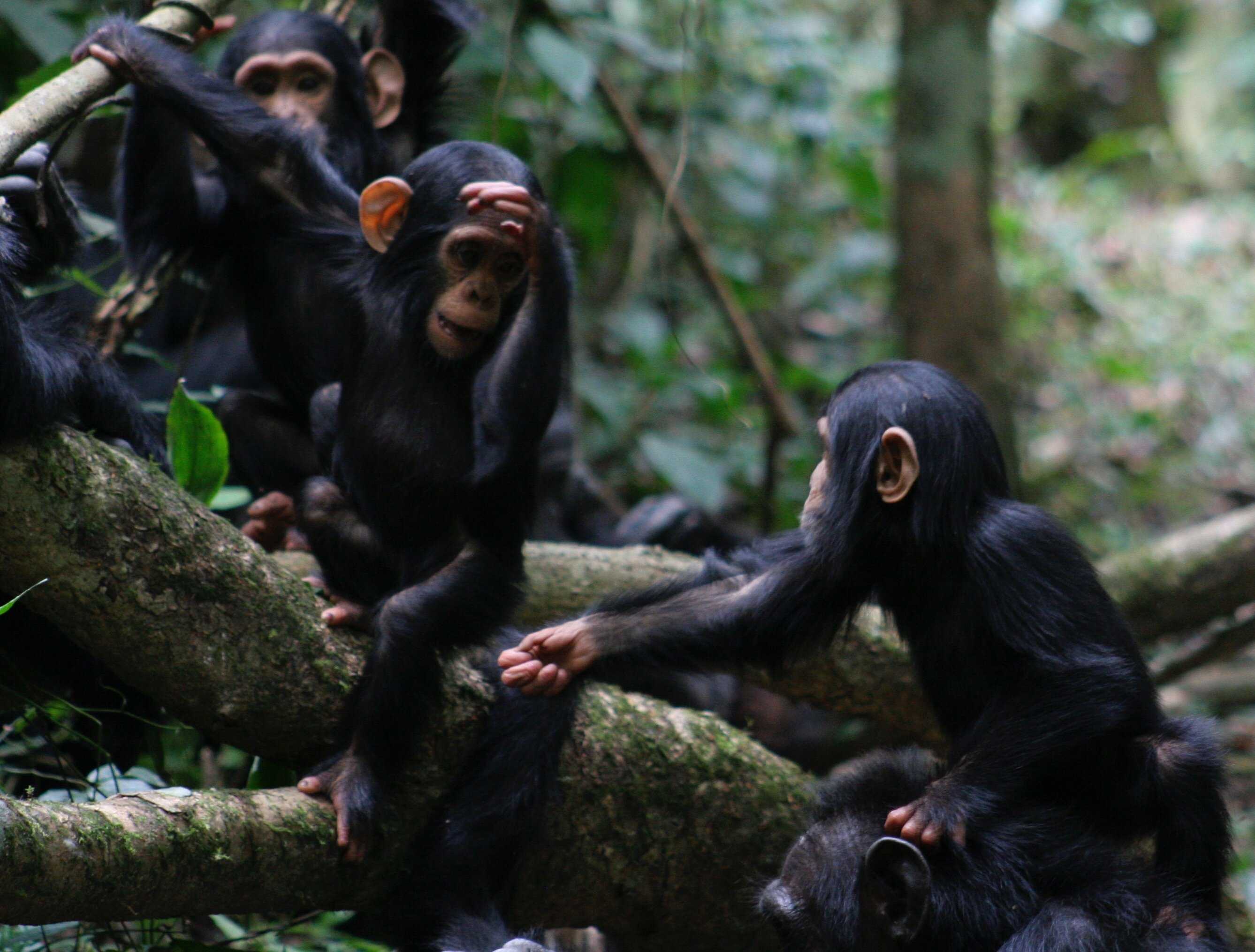 Люди все еще понимают язык жестов шимпанзе, хотя сами его не используют