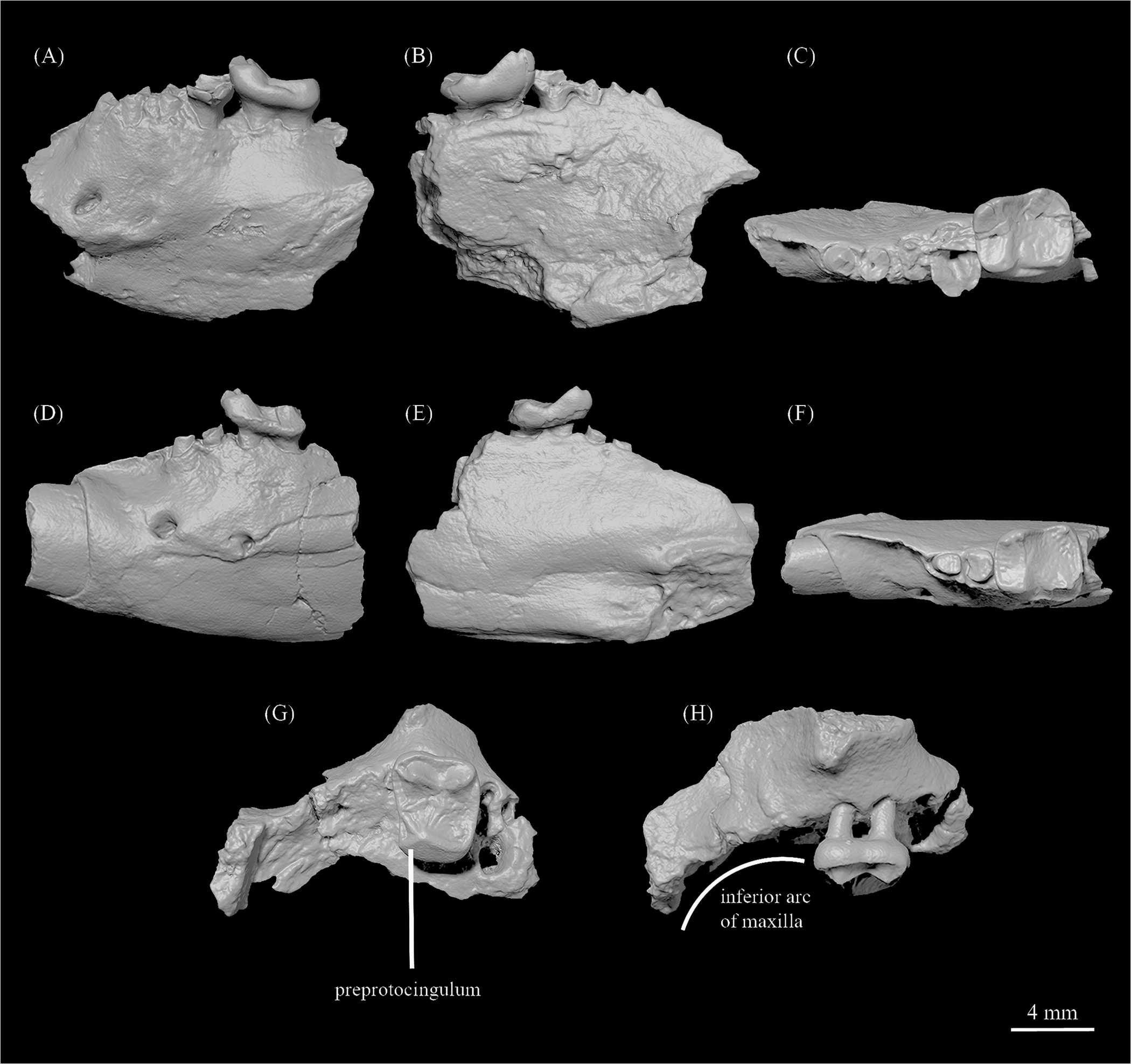 Палеонтологи выяснили, как предки приматов выживали в Заполярье