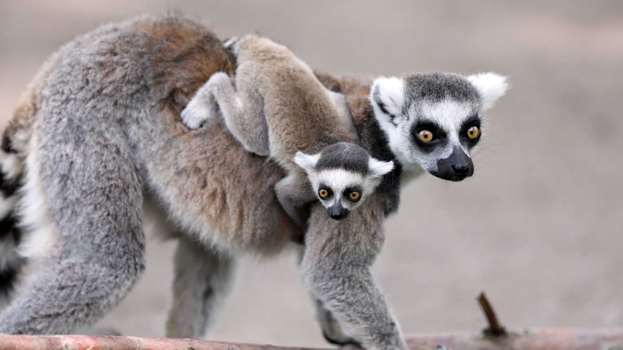 Эволюции потребуется 23 миллиона лет, чтобы заменить вымирающую фауну Мадагаскара