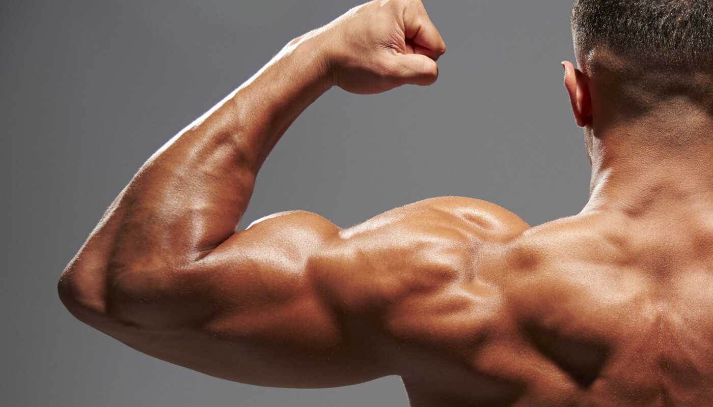 Руки рост мышц. Мышечная масса. Здоровые мышцы. Рост мышц. Наращивание мышц.