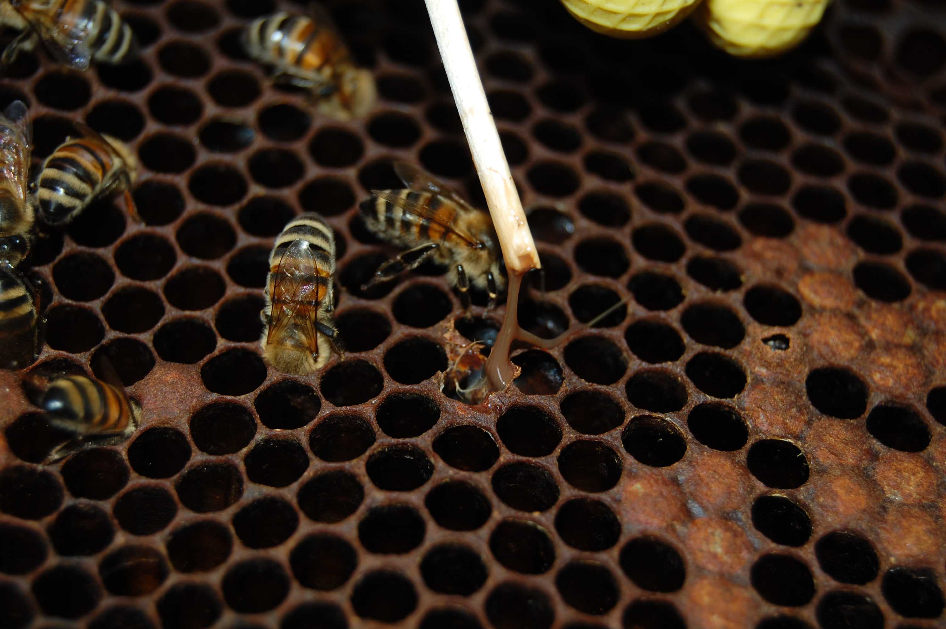 Американцы одобрили первую вакцину PrimeBEE для пчел