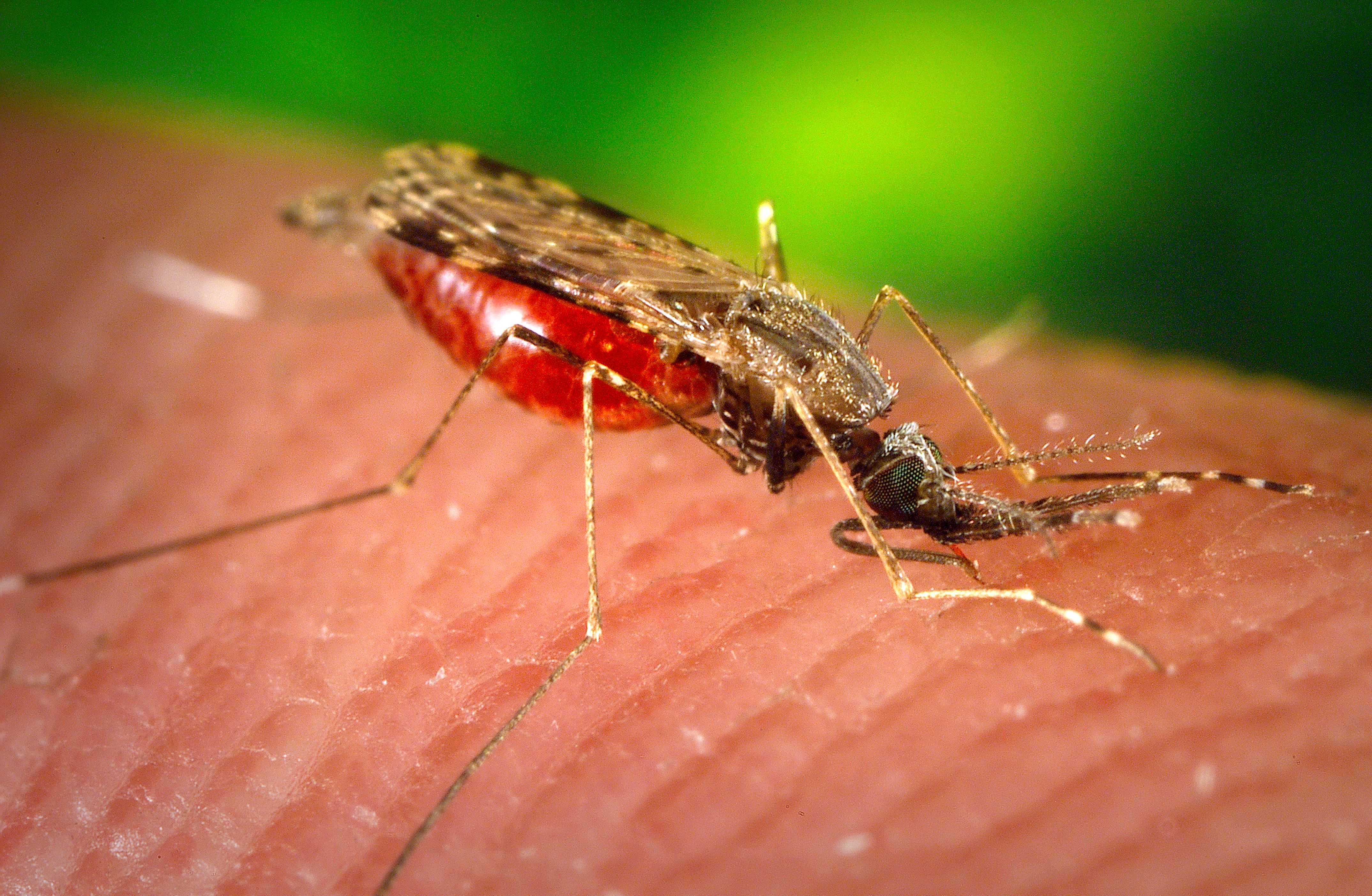 Малярийные комары расширяют свой ареал на пять километров в год