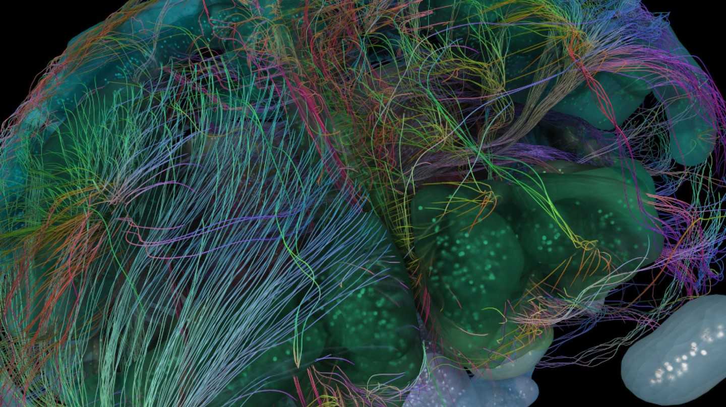 Новая версия трехмерного цифрового атласа мозга мыши от Blue Brain