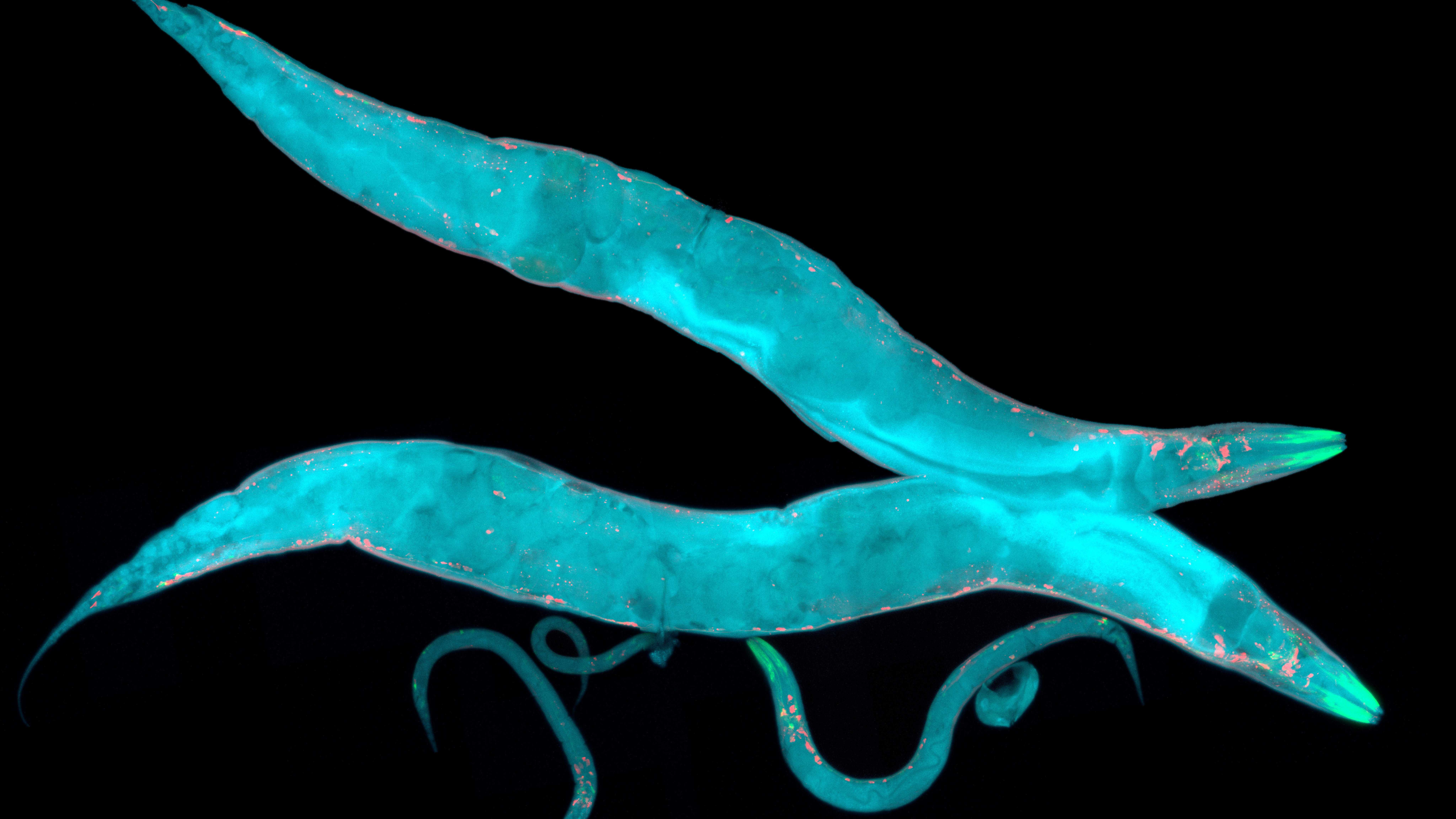 Тренировки по плаванию замедлили нейродегенерацию у червей