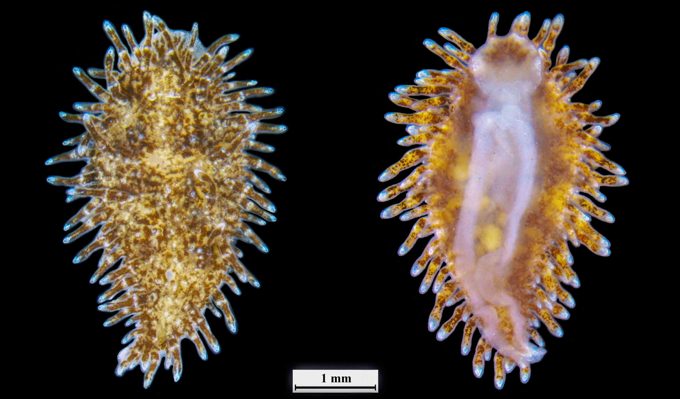 Зоологи описали семь скрытых видов голожаберных моллюсков у Курильских островов