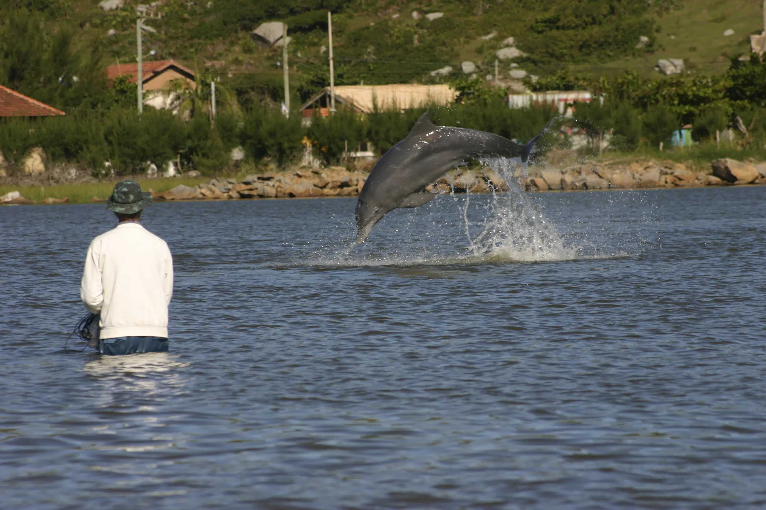Дельфины помогают рыбакам ловить рыбу