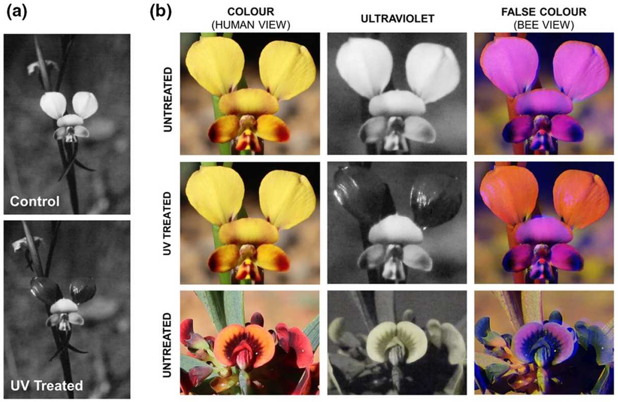 Ученые показали, как цветы обманывают пчел с помощью УФ-сигналов