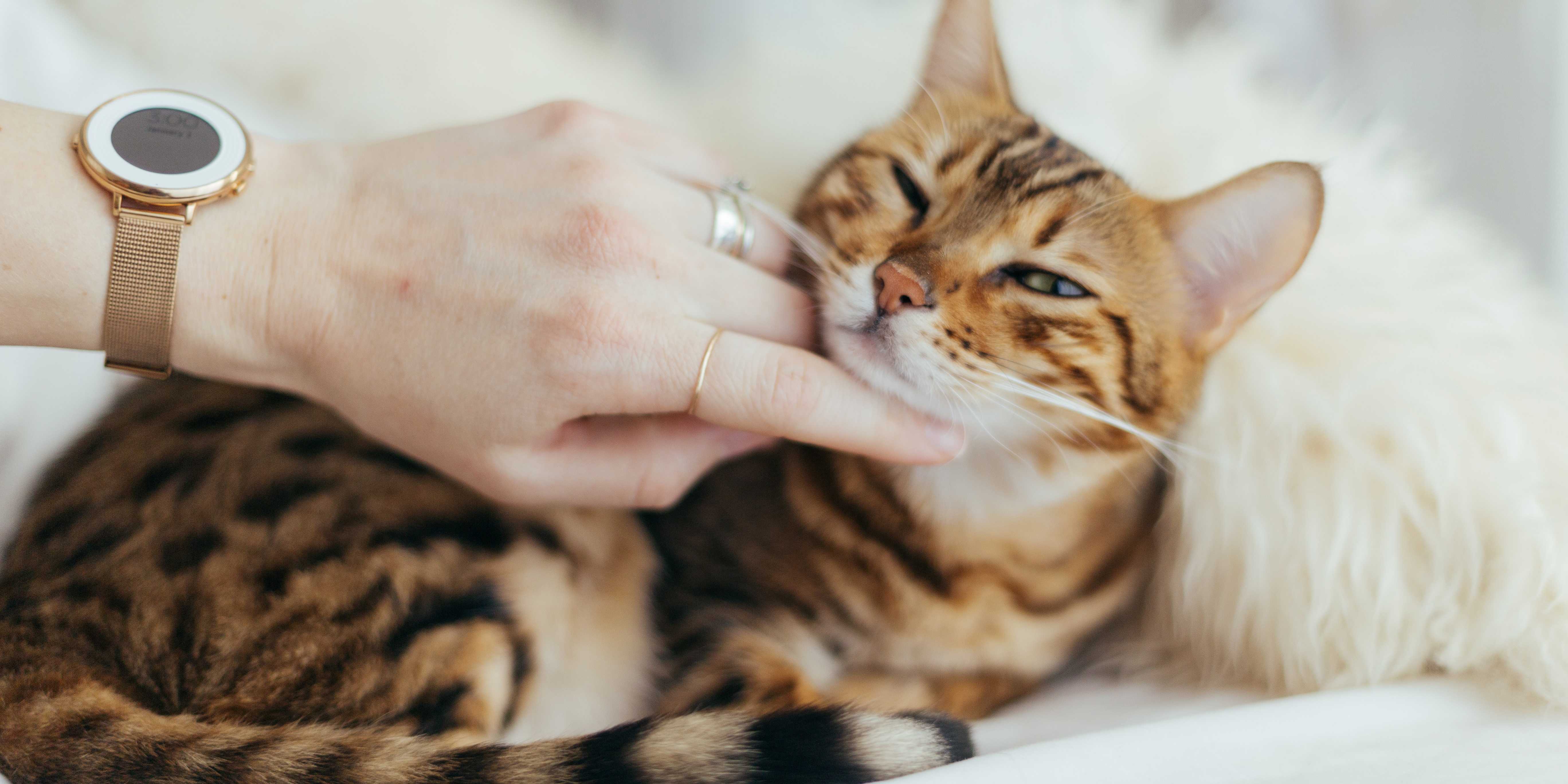Ветеринары рассказали о лучших способах социализации домашних кошек