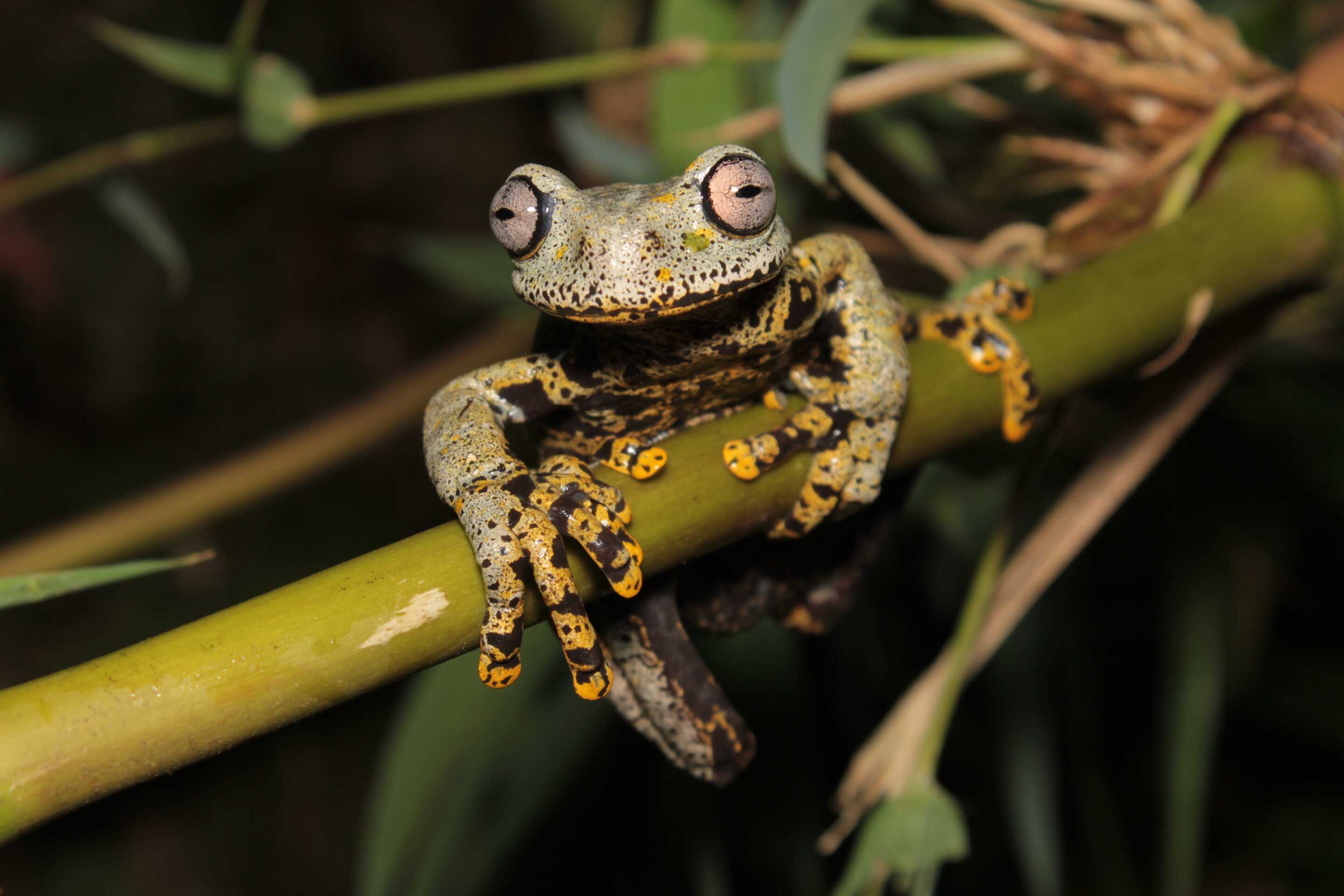 Новый вид лягушек назвали в честь автора «Властелина Колец»