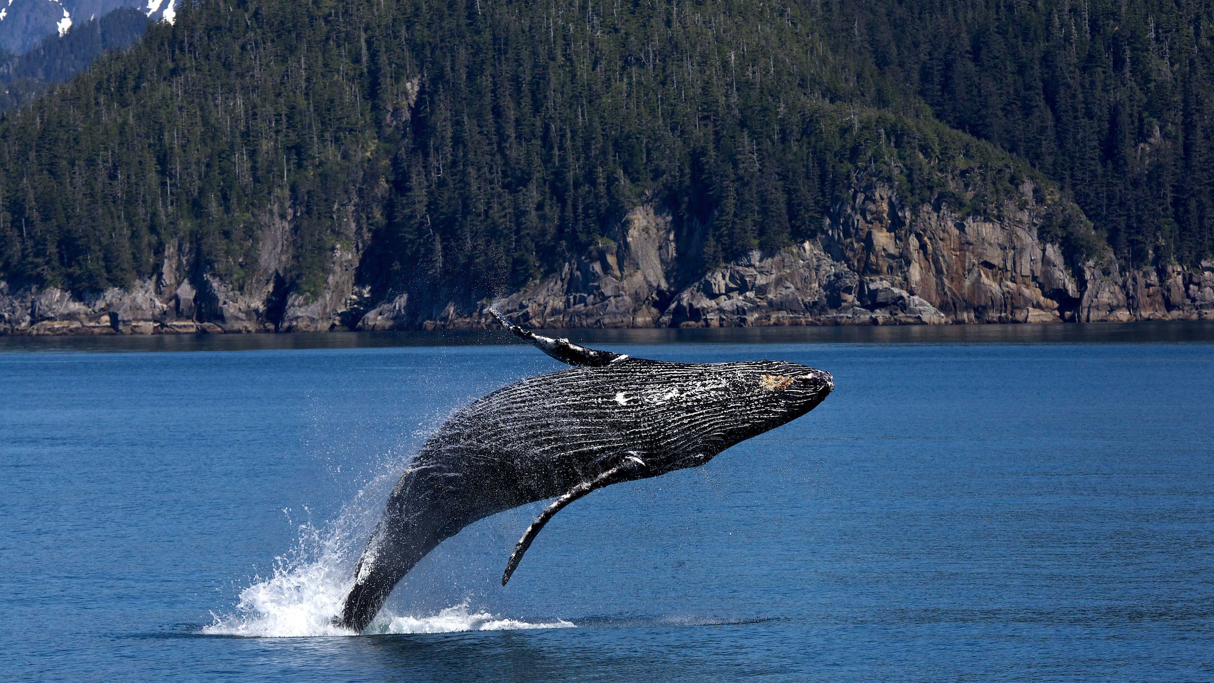 Самцы горбатых китов отказались от серенад в пользу «мужских разборок»