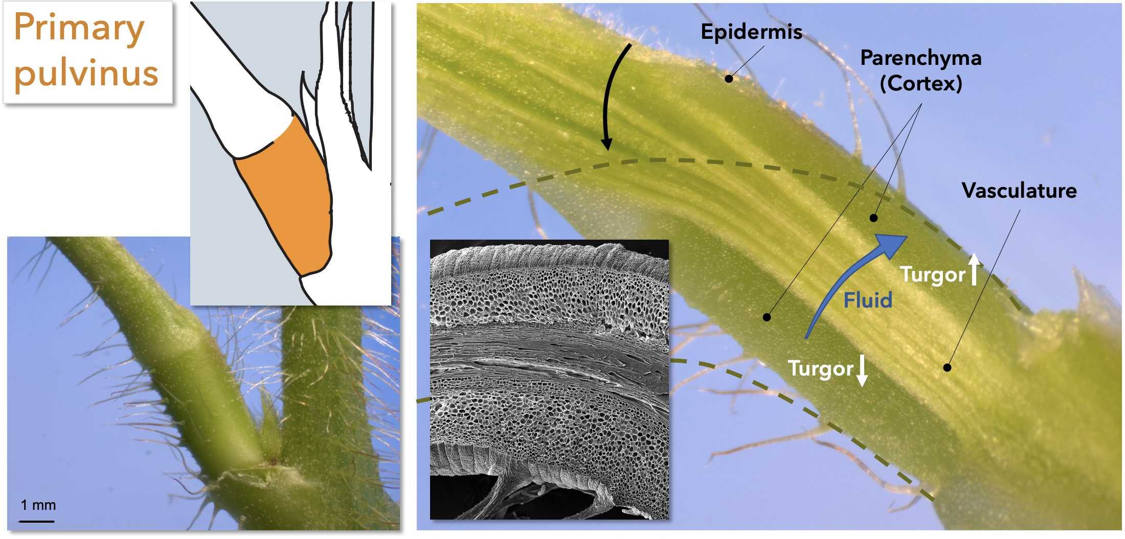 Биологи определили строение «мускулов», которые сворачивают листья мимозы
