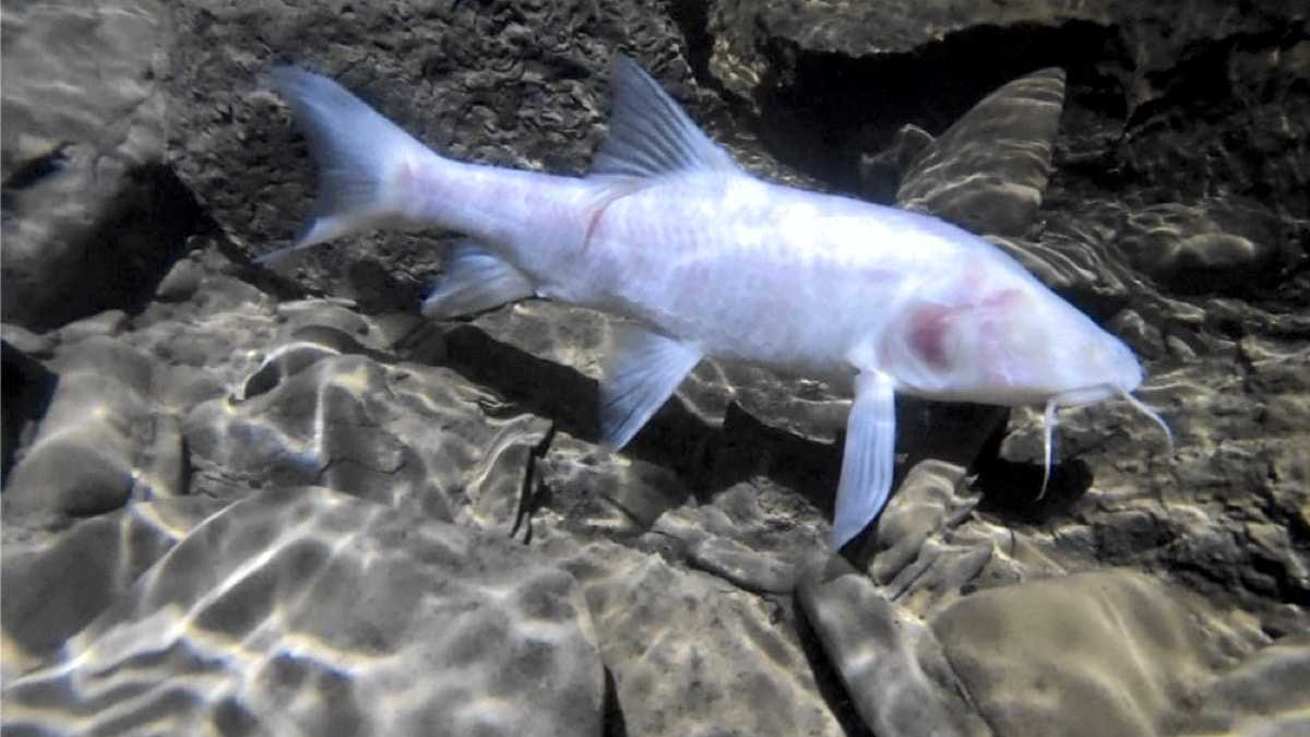 Слепые карповые оказались самыми большими пещерными рыбами в мире
