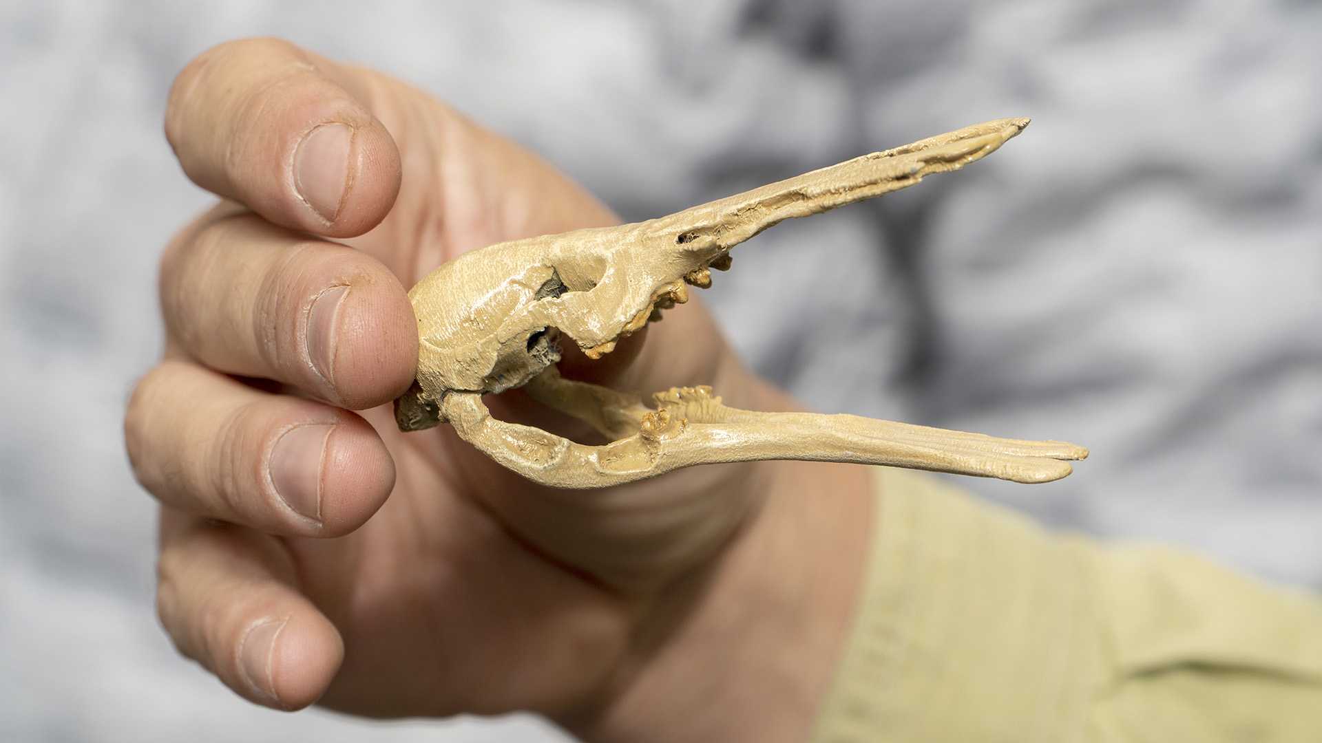 Предки утконосов колонизировали новый континент еще во времена динозавров