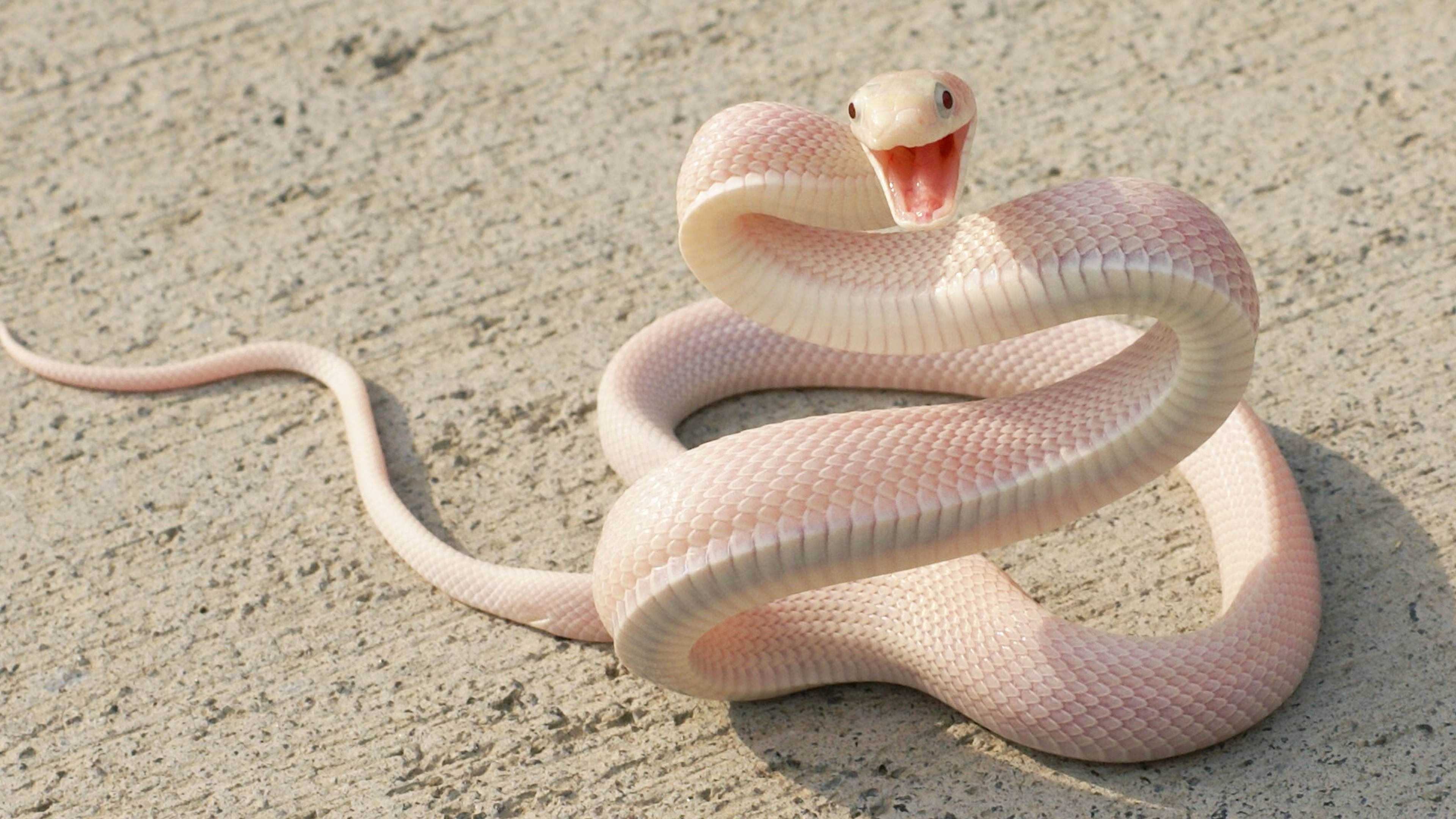Ученые описали, как змеи меняют зубы