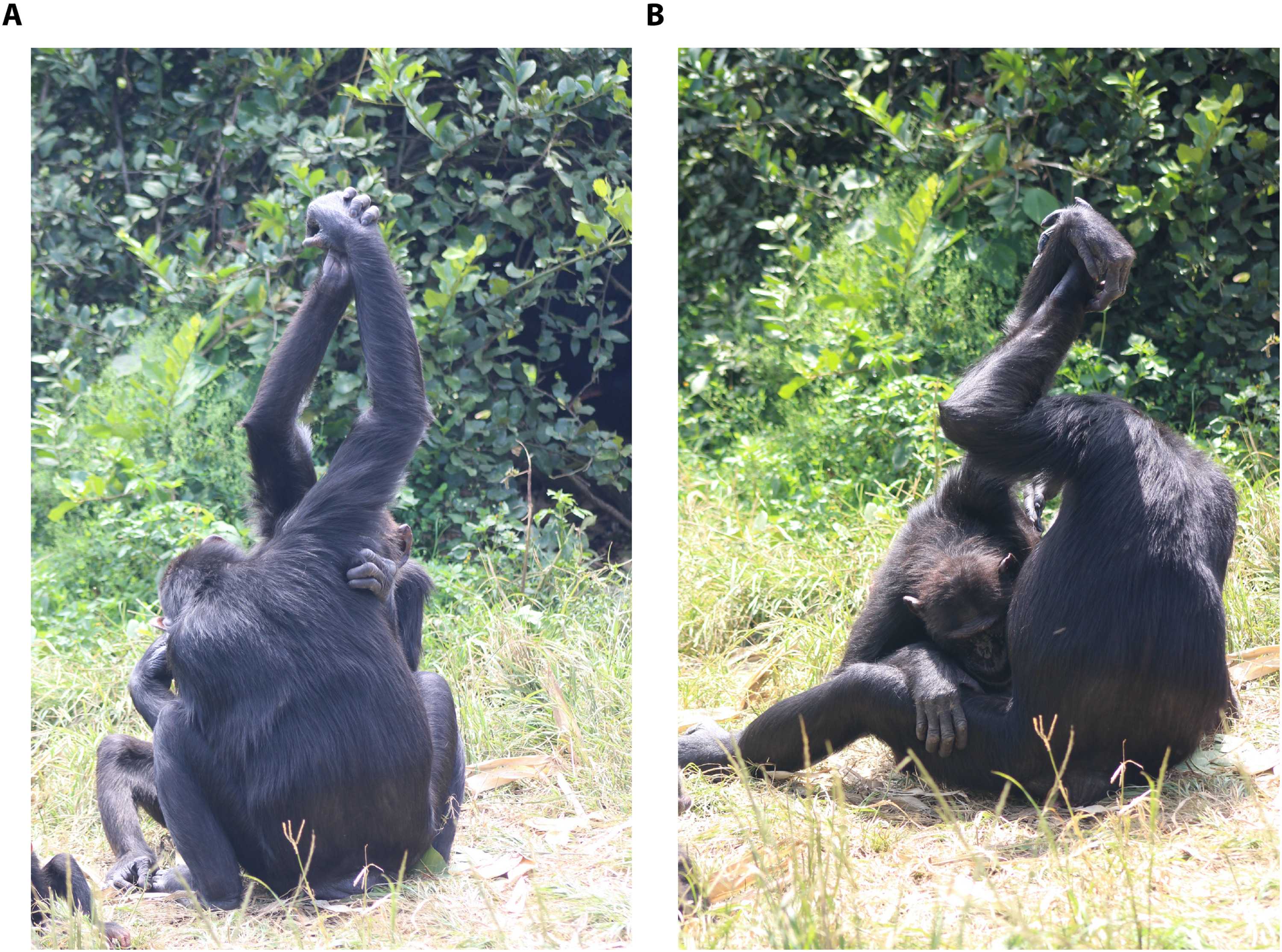 Шимпанзе переняли рукопожатие у старших и влиятельных сородичей