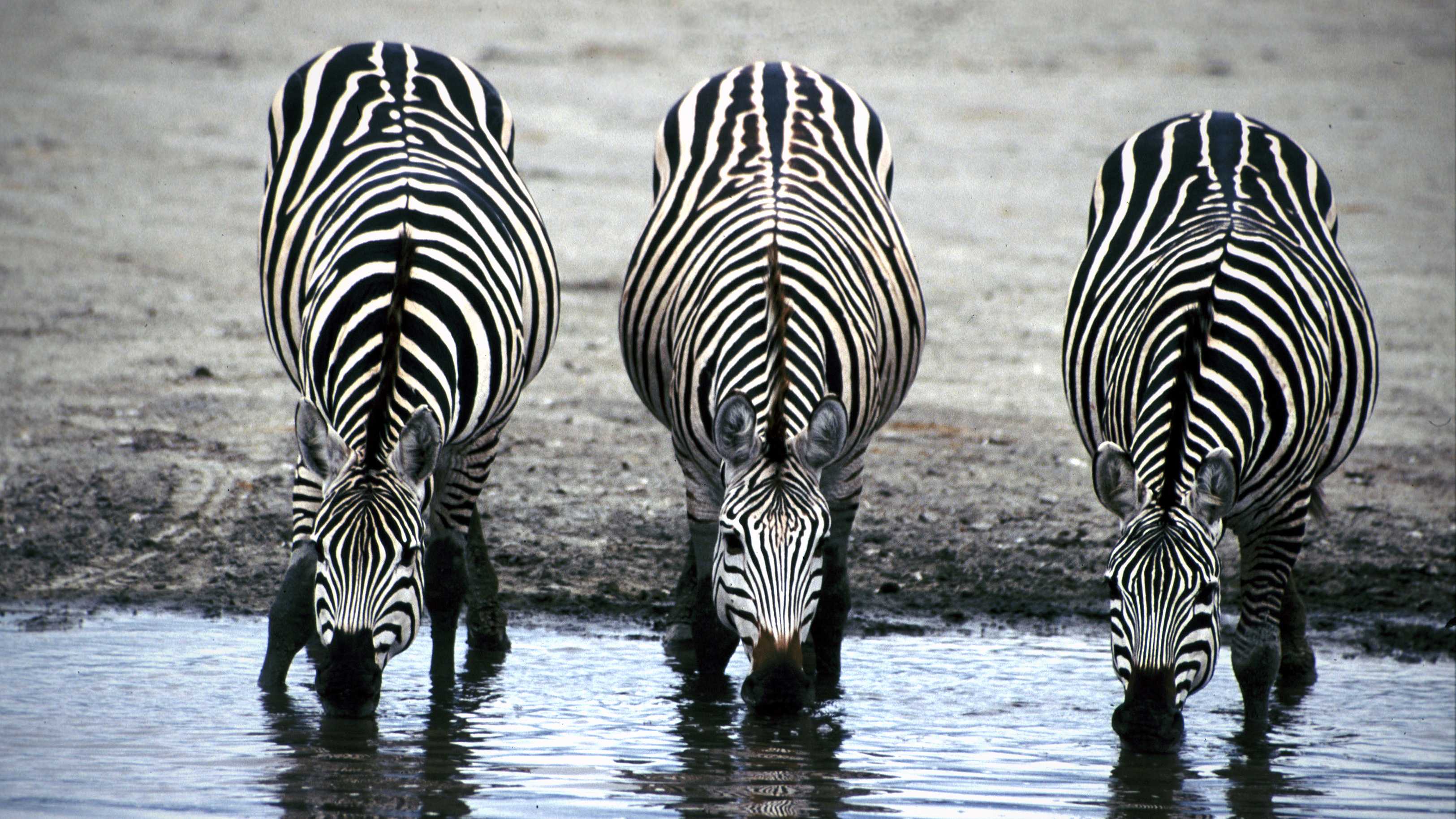 Биологи выяснили, как именно полоски защищают зебр от слепней