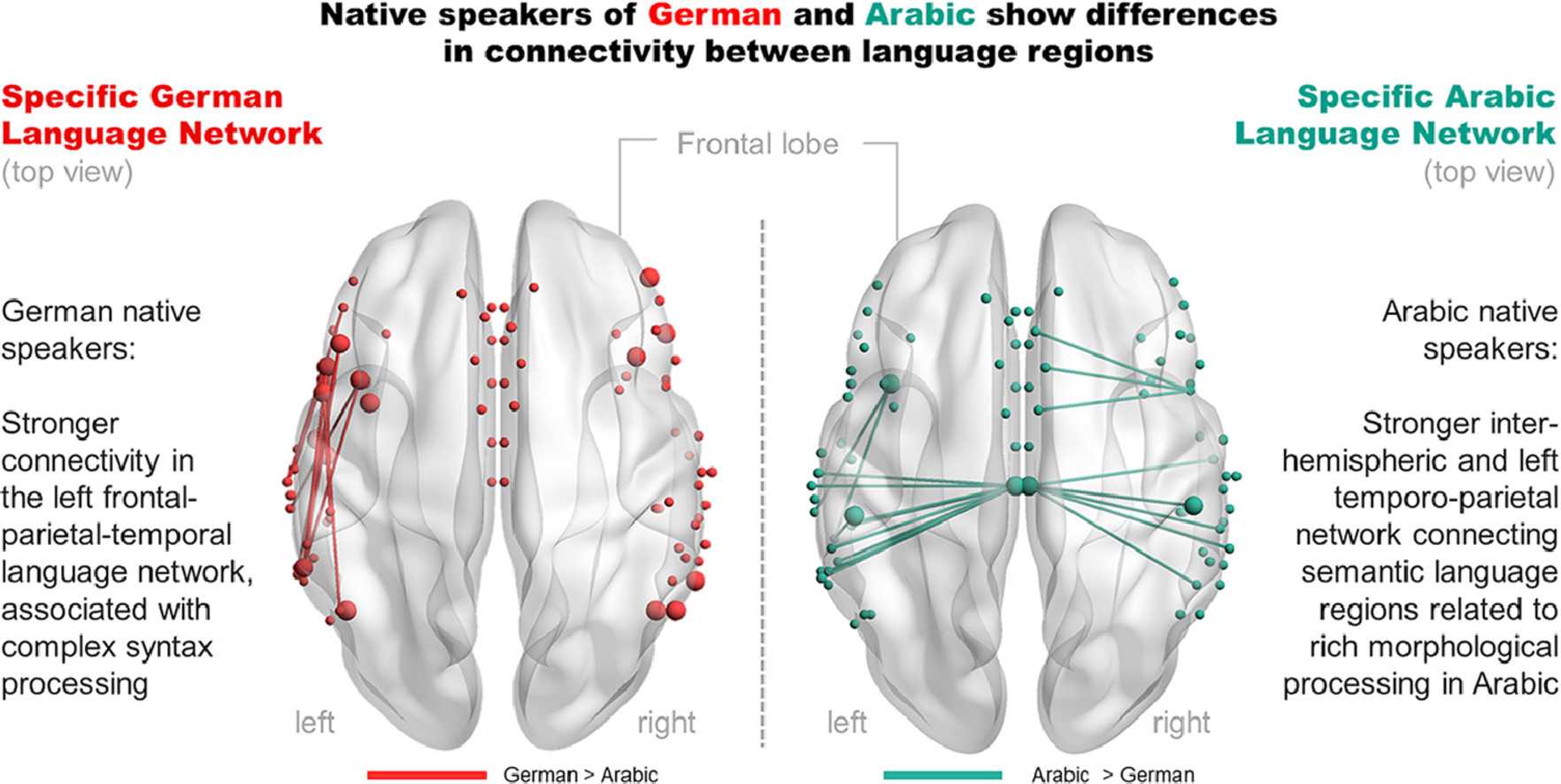 Как язык формирует структуру мозга