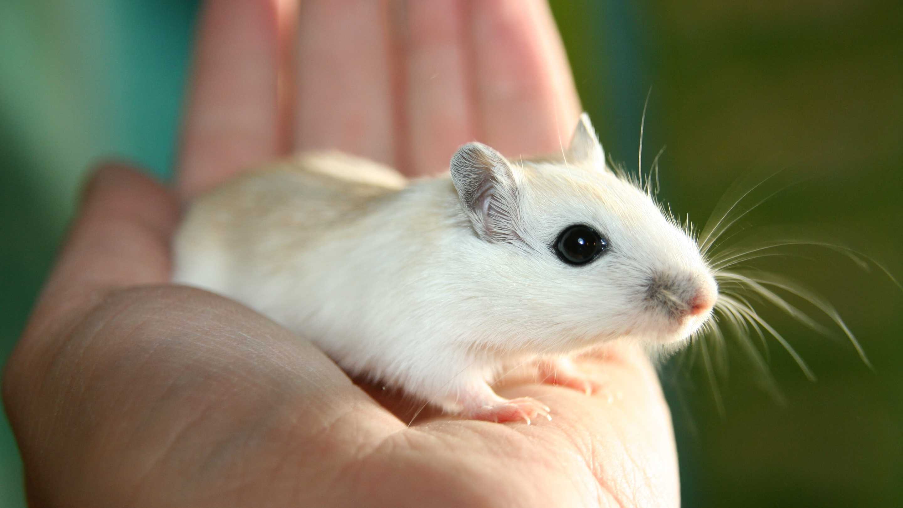 Самцы мышей повели себя спонтаннее самок
