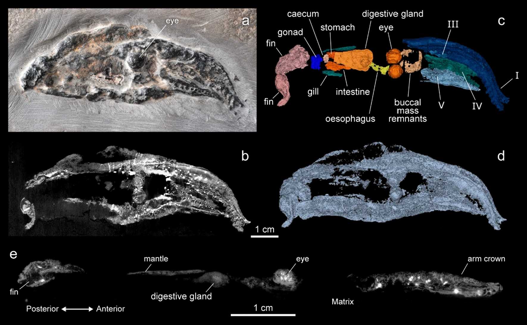 Палеонтологи изучили мягкие ткани жившего более 160 миллионов лет назад родича адского кальмара-вампира