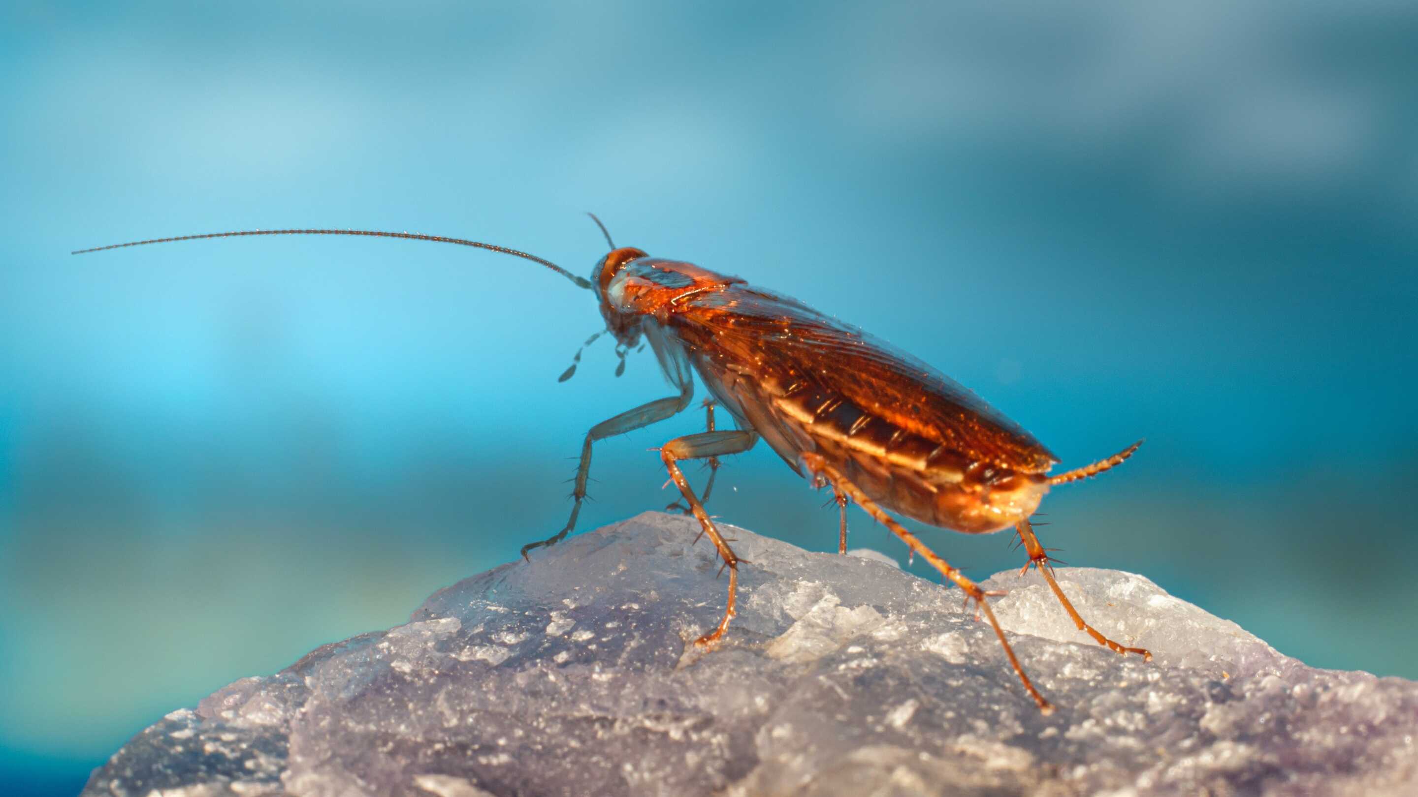 Тараканы-мутанты разлюбили сладкое, но столкнулись с проблемами в половой жизни