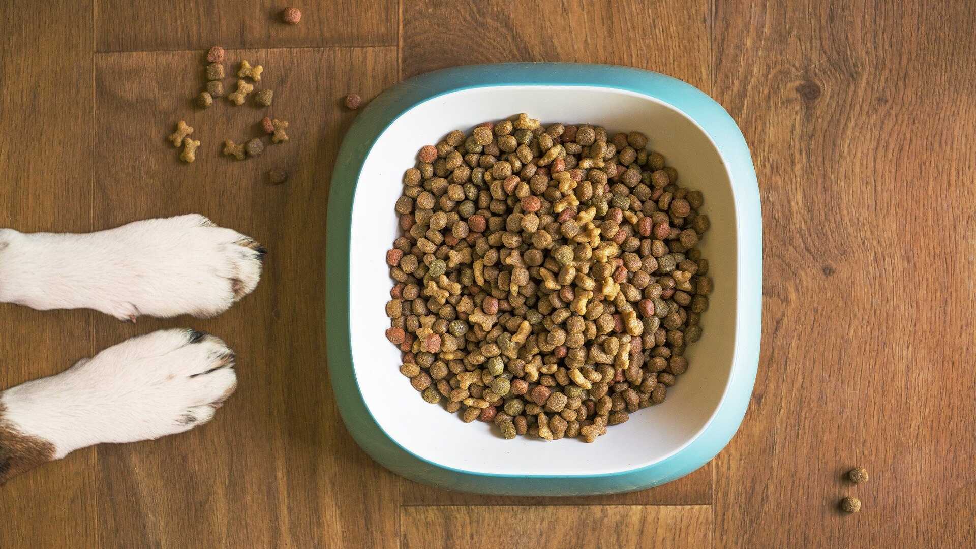 Веганы смогут кормить собак растительным кормом и не волноваться об их здоровье