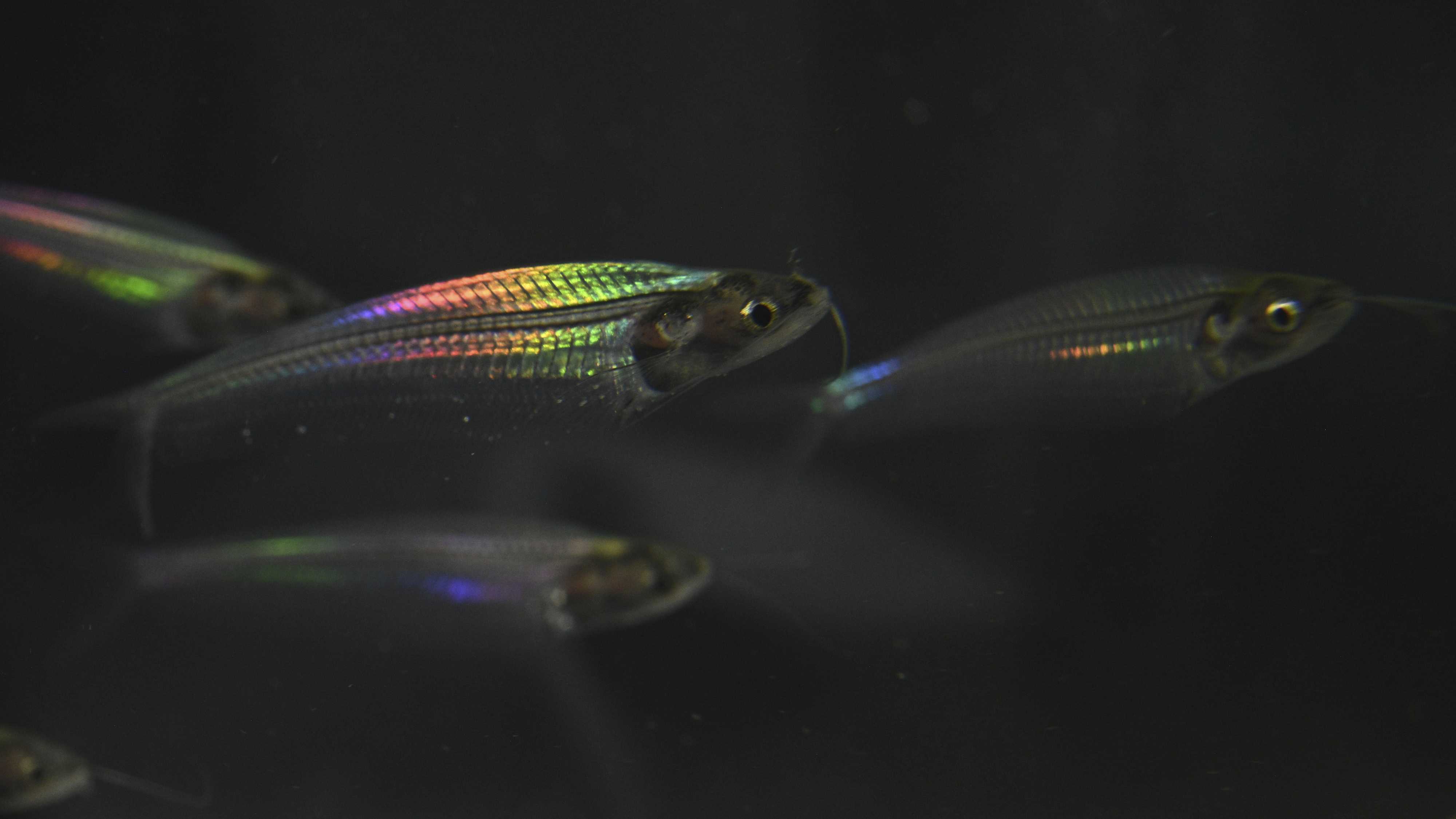 Биологи выяснили, как рыбы получают радужную окраску без использования пигментов