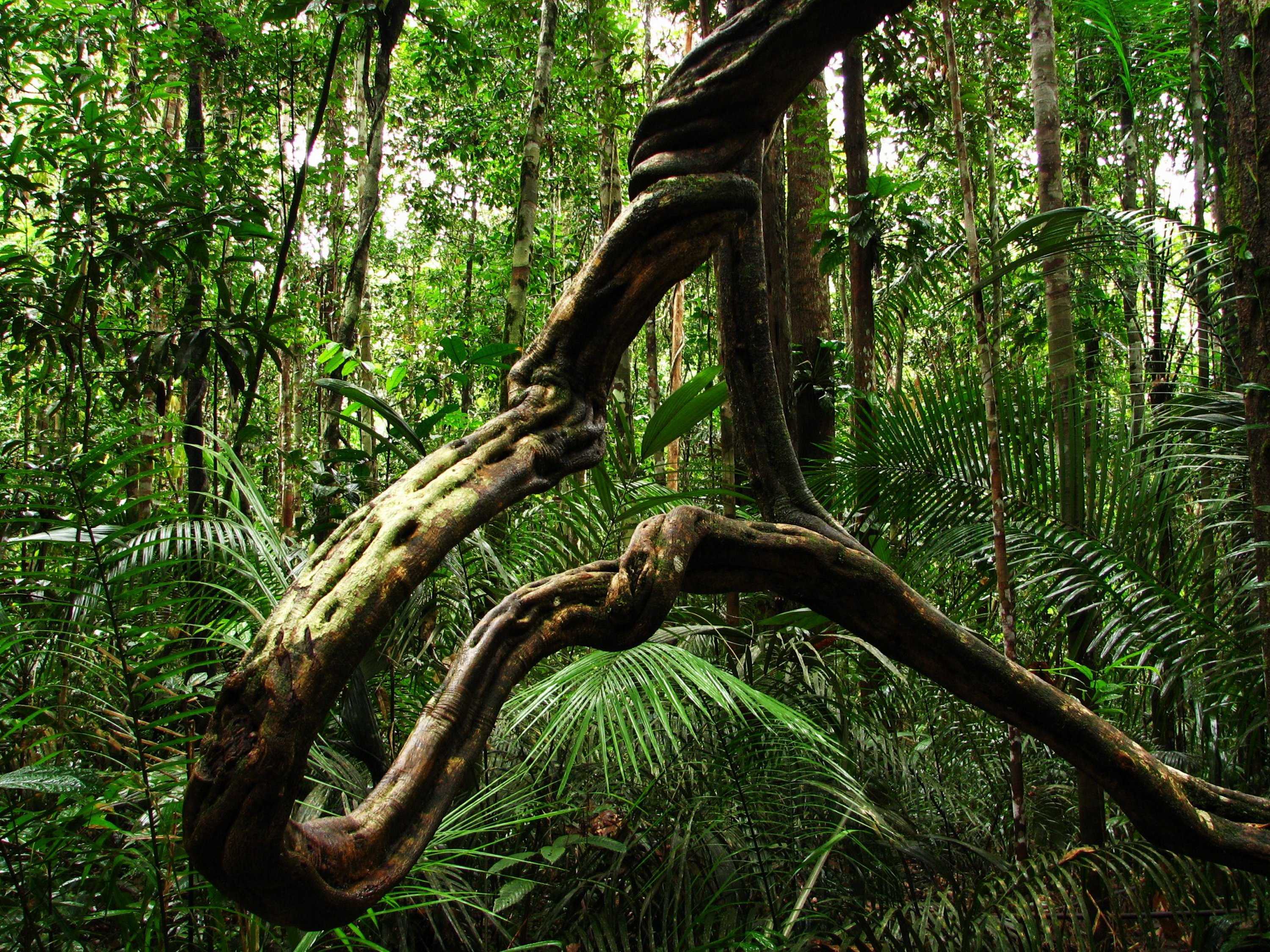 Молнии стали чаще убивать тропические деревья из-за лиан