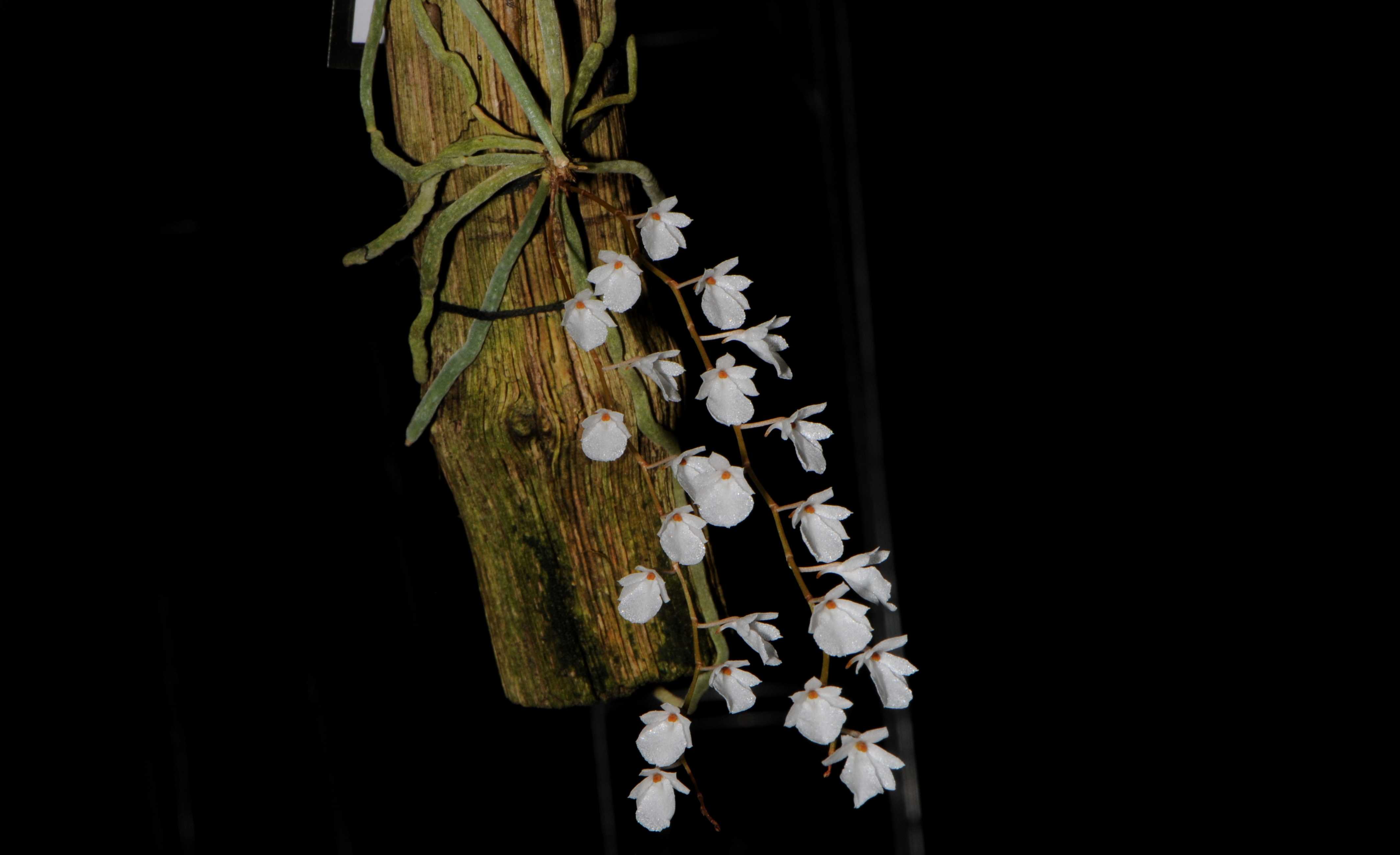 Безлиственные орхидеи живут с помощью бактерий