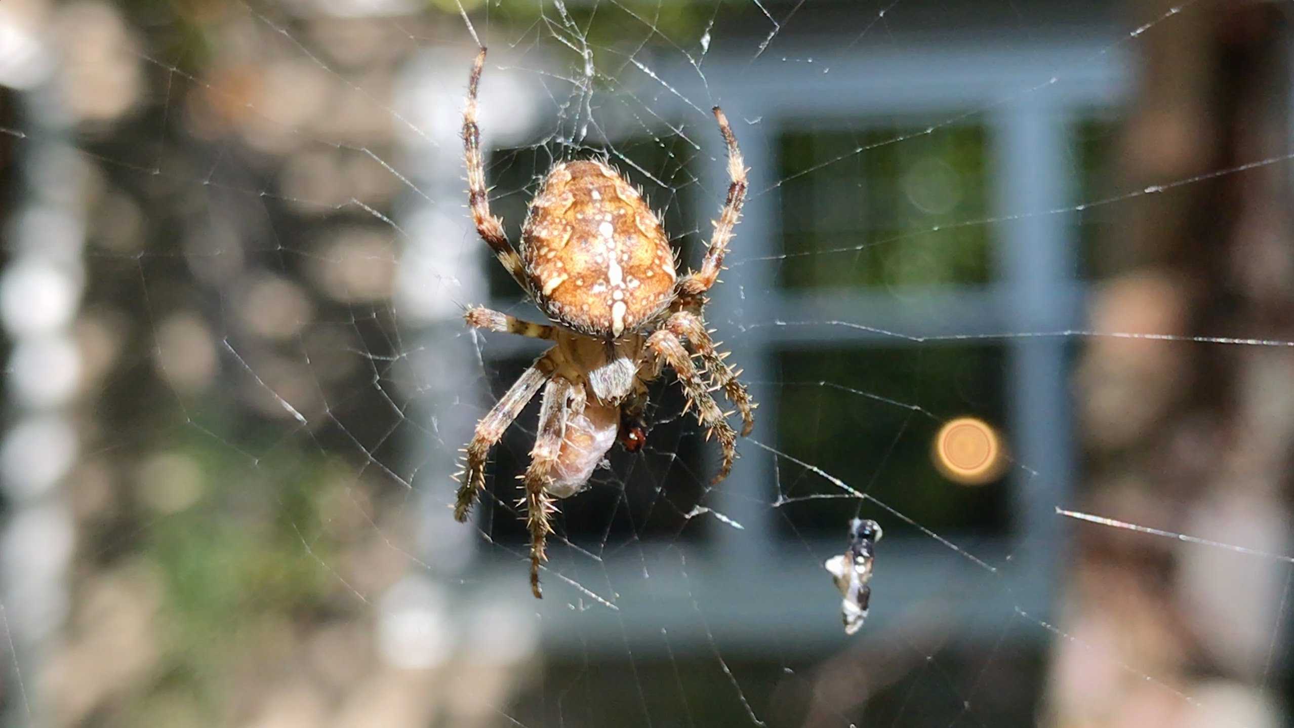 Биологи выяснили, каким насекомым и паукам комфортнее в городе