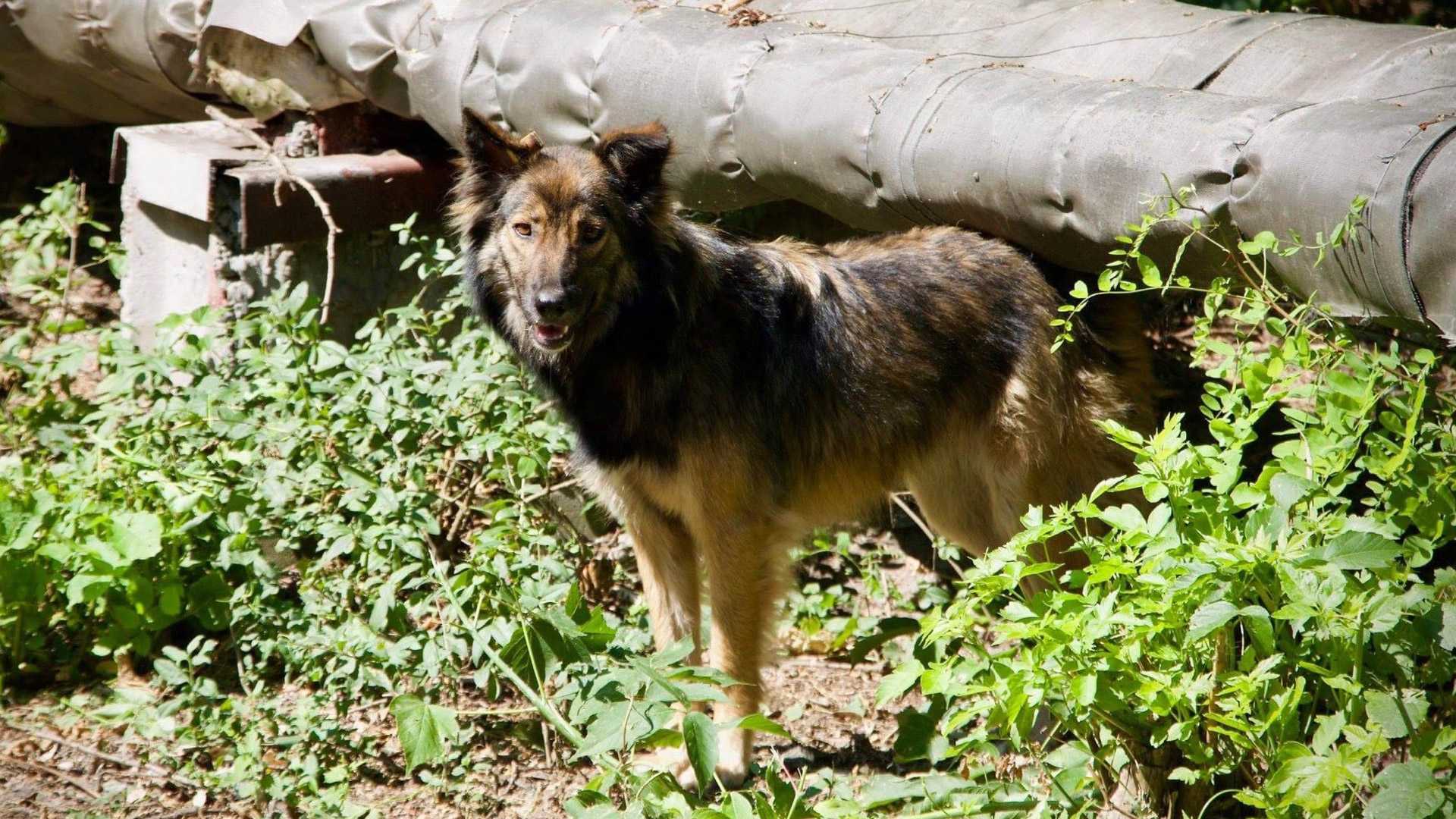 Генетики впервые изучили ДНК чернобыльских собак