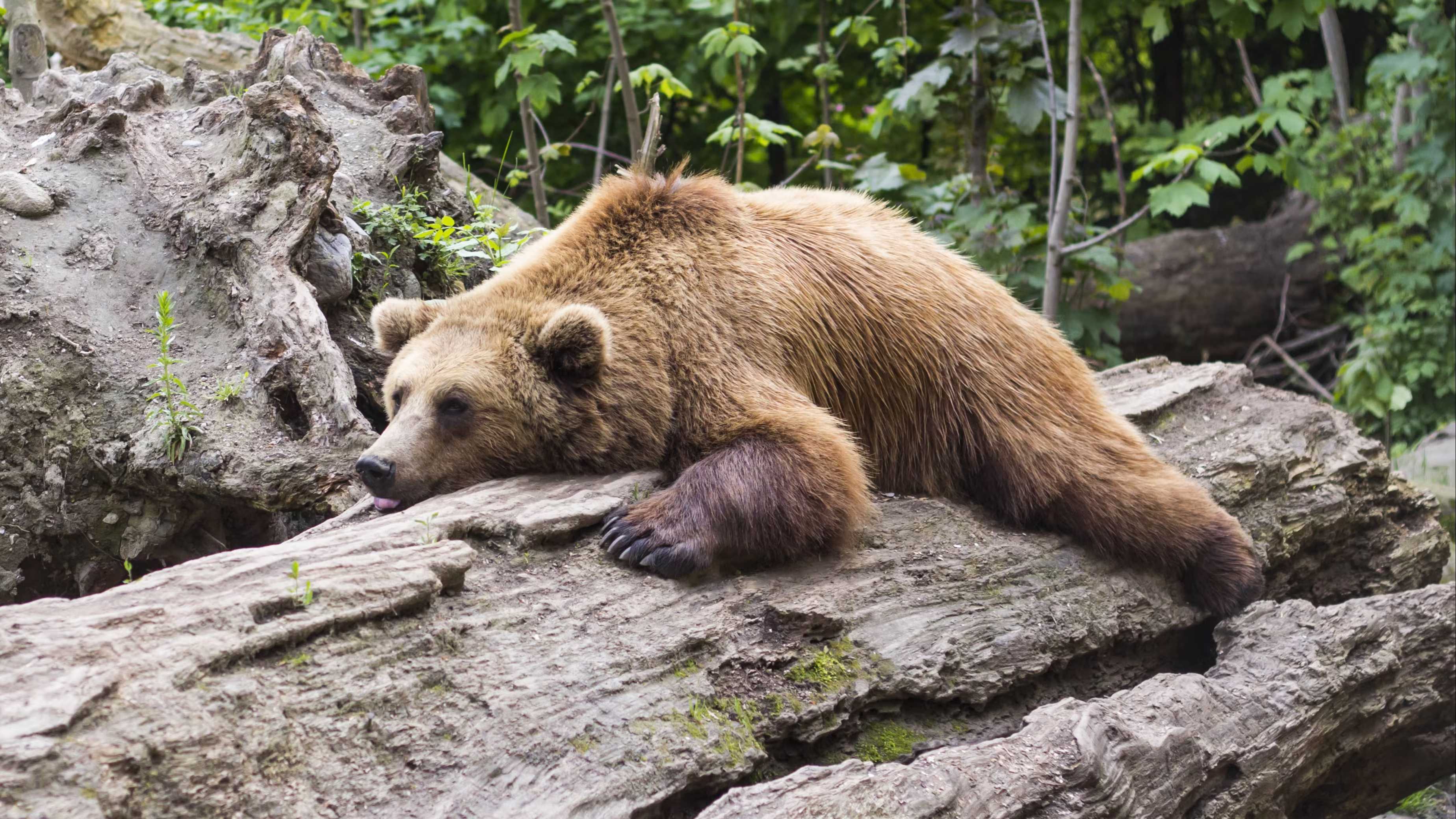 Биологи узнали, почему медведи в спячке не страдают от тромбоза