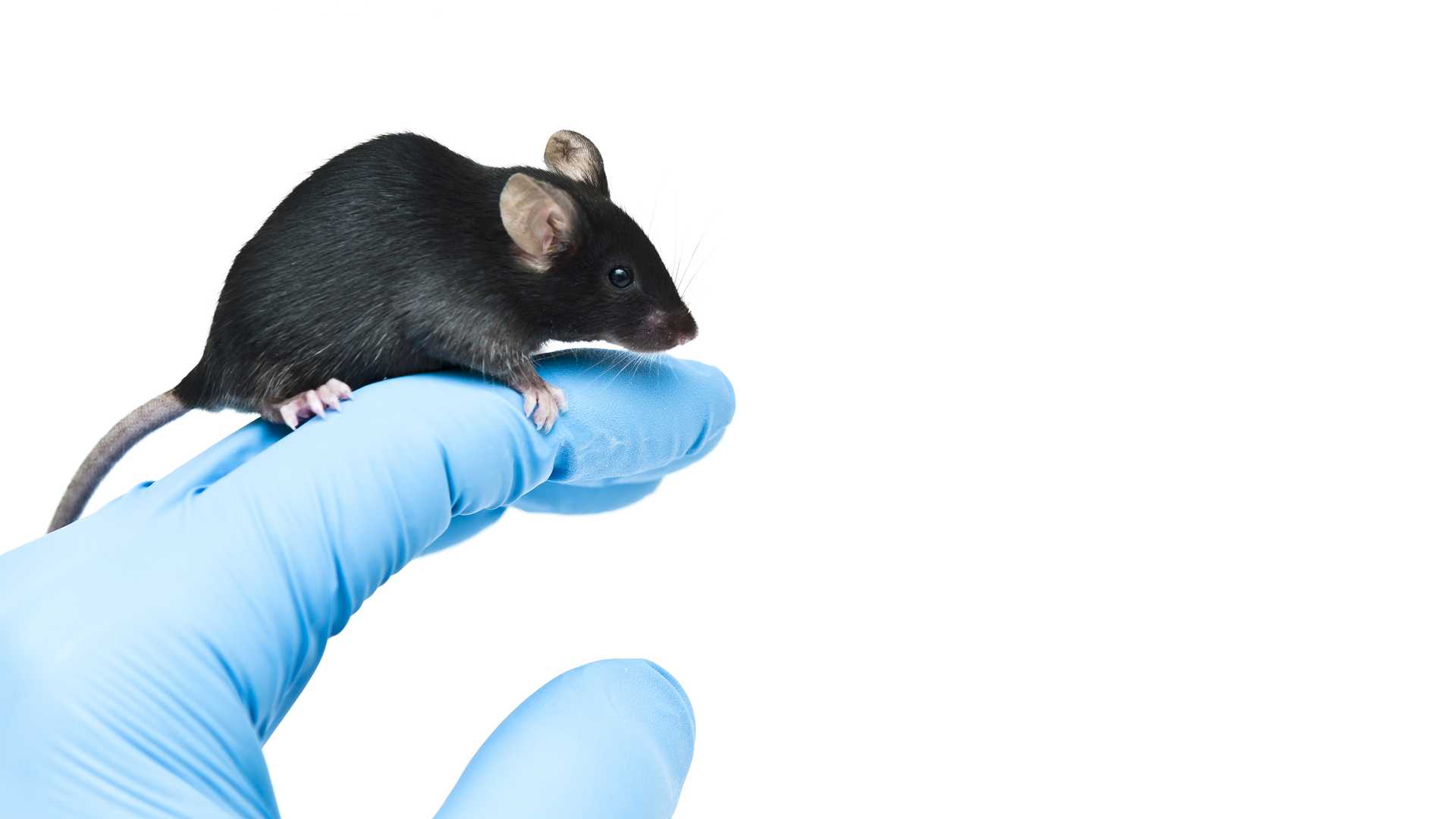 Прометилировали до седьмого колена. Как биологи заставили мышей унаследовать эпигенетические мутации