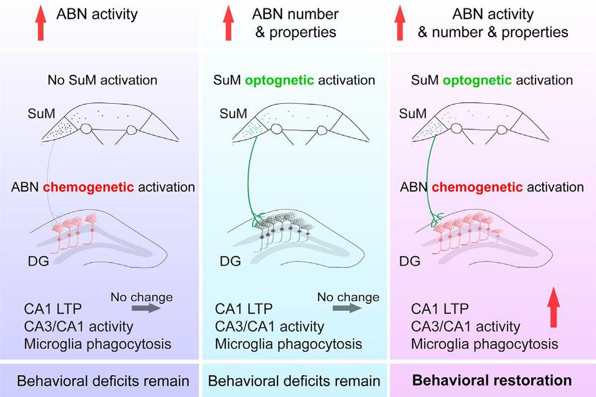 Активация новых нейронов гиппокампа у мышей улучшила память и настроение при болезни Альцгеймера