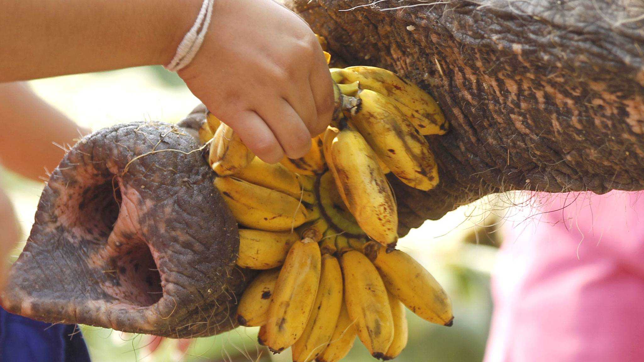 Слоны наконец-то научились сами чистить бананы