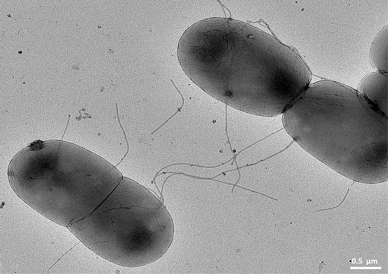 Биологи узнали, как бактерии обмениваются генами в экстремальных условиях