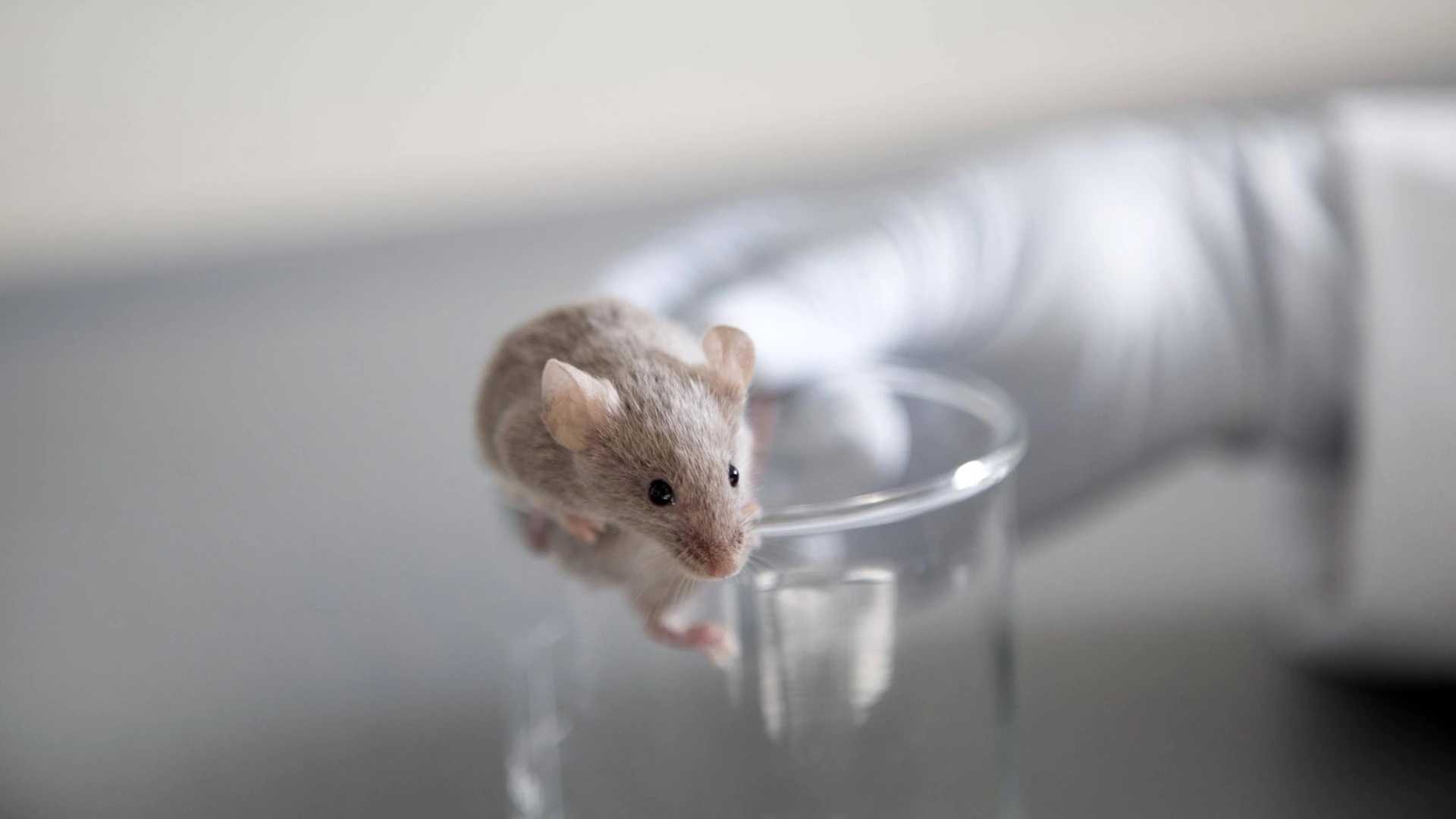 Активация новых нейронов гиппокампа у мышей улучшила память и настроение при болезни Альцгеймера