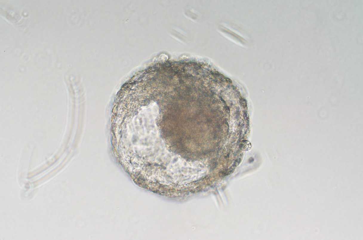 Ученые впервые вырастили эмбрионы из стволовых клеток макаки