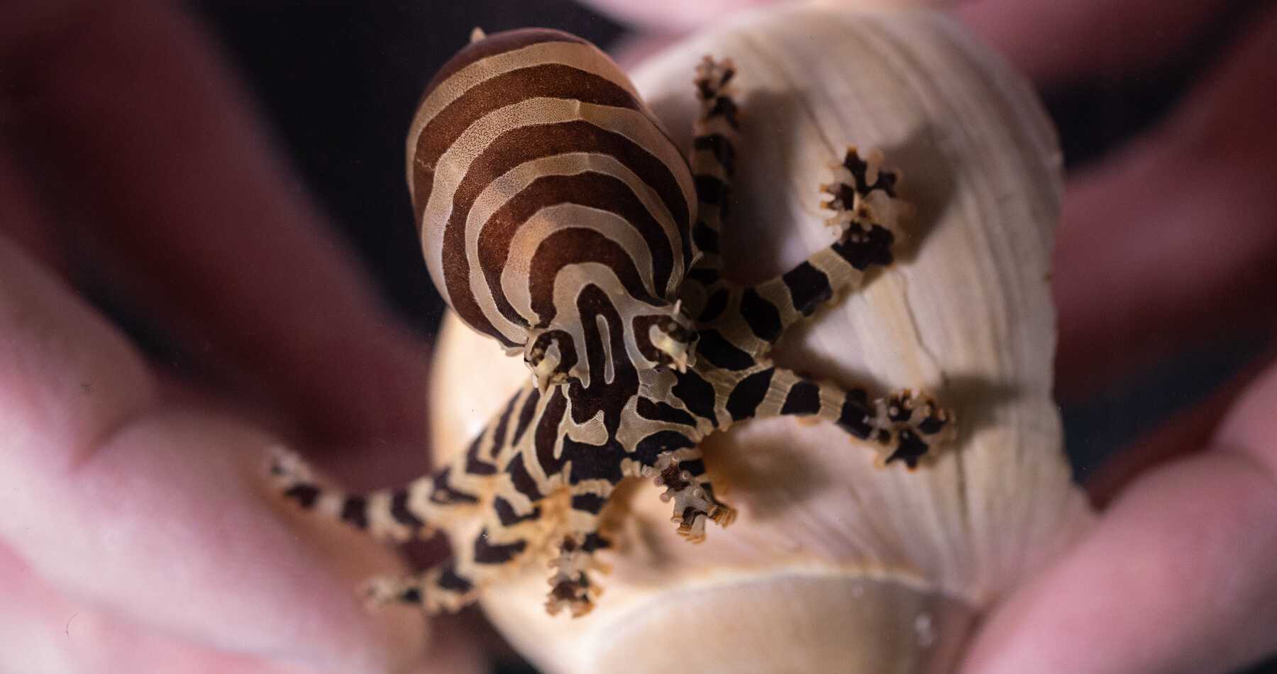 Полоски осьминогов оказались неповторимыми, как отпечатки пальцев