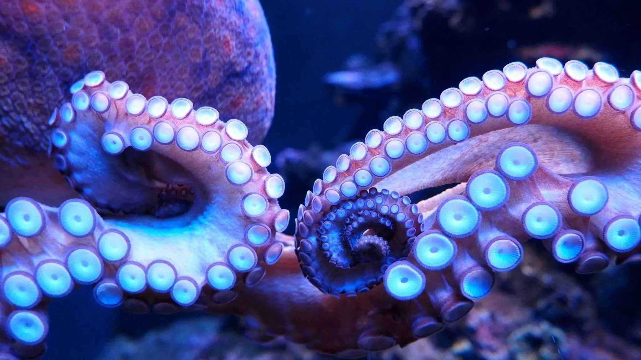 Биологи выяснили, как осьминоги и кальмары чувствуют вкус своими щупальцами