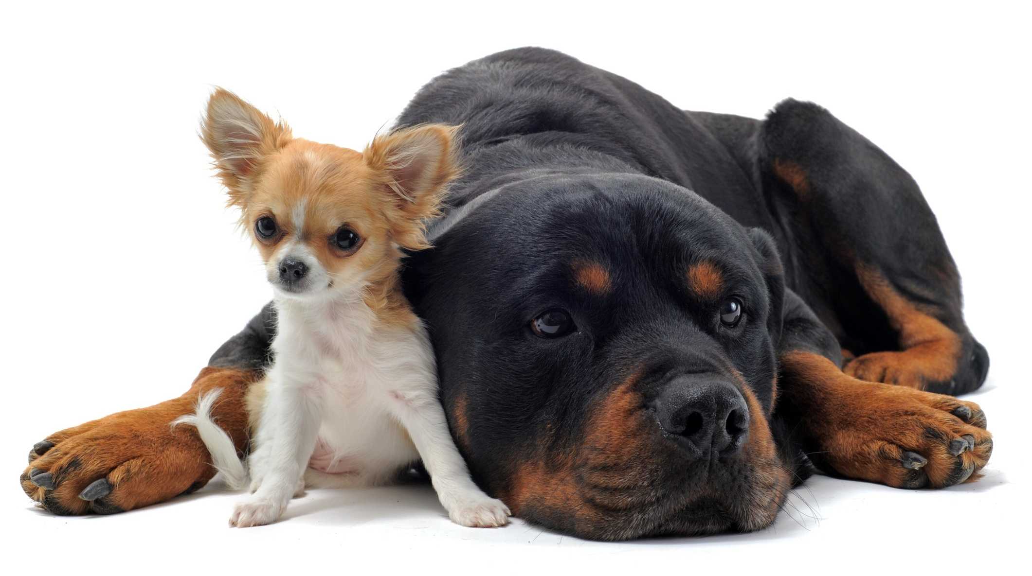 Ученые объяснили, почему крупные собаки живут меньше мелких