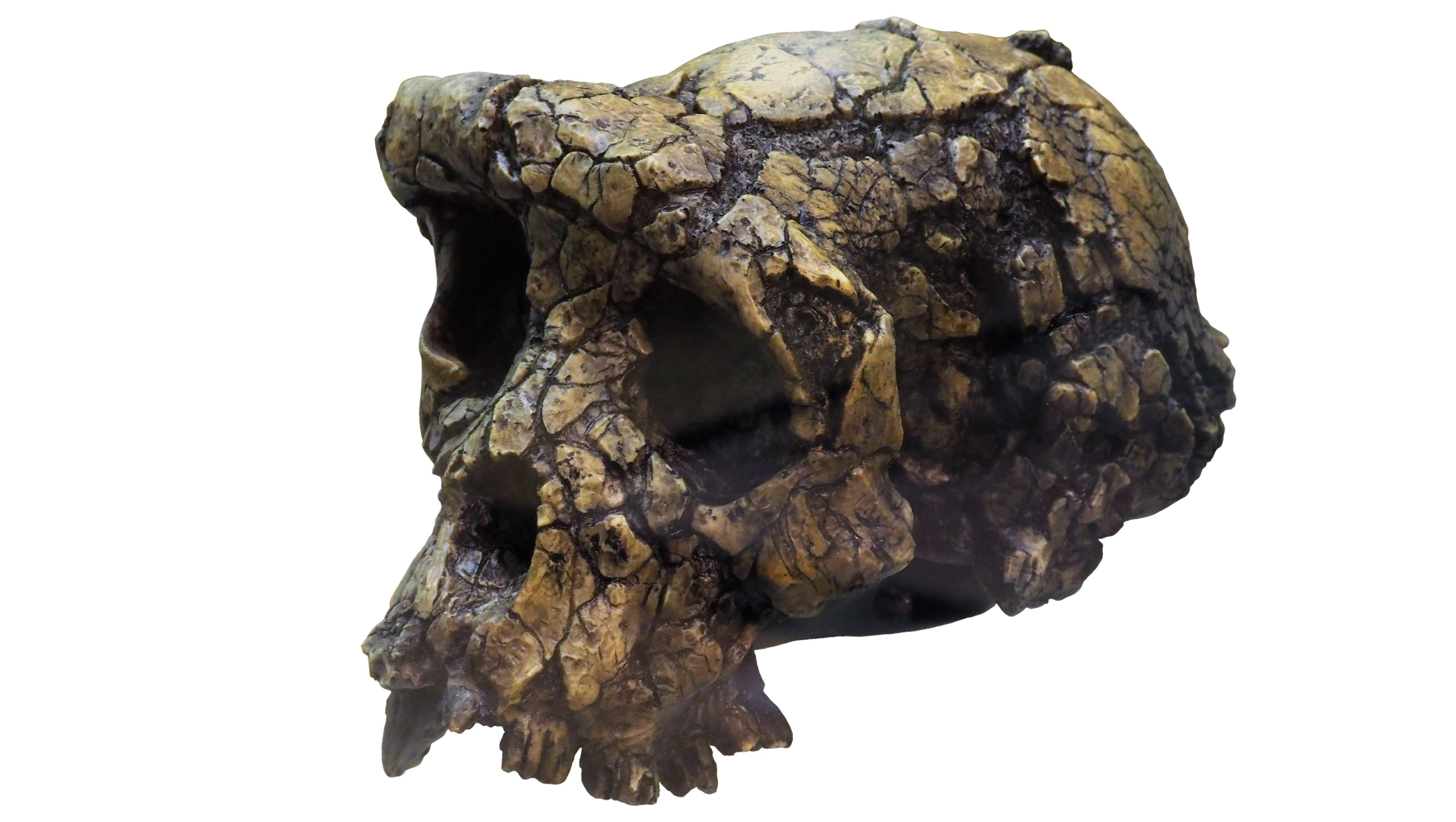 Древнейший прямоходящий предок человека на самом деле передвигался как горилла